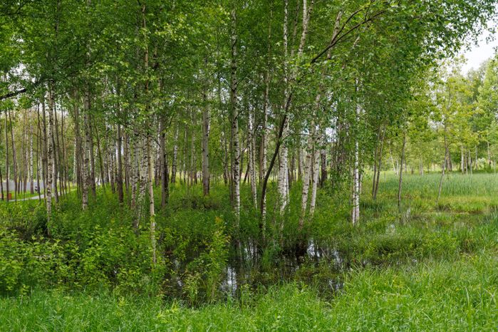Лето в Городском парке культуры и отдыха в Ивантеевке Пушкинского округа