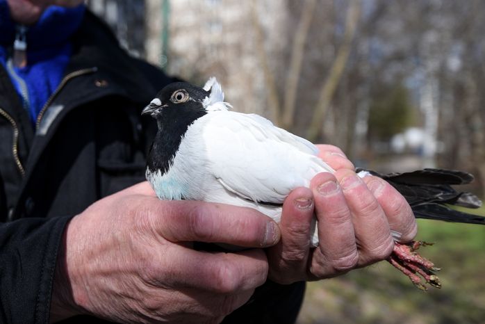 Голубятня в Москве