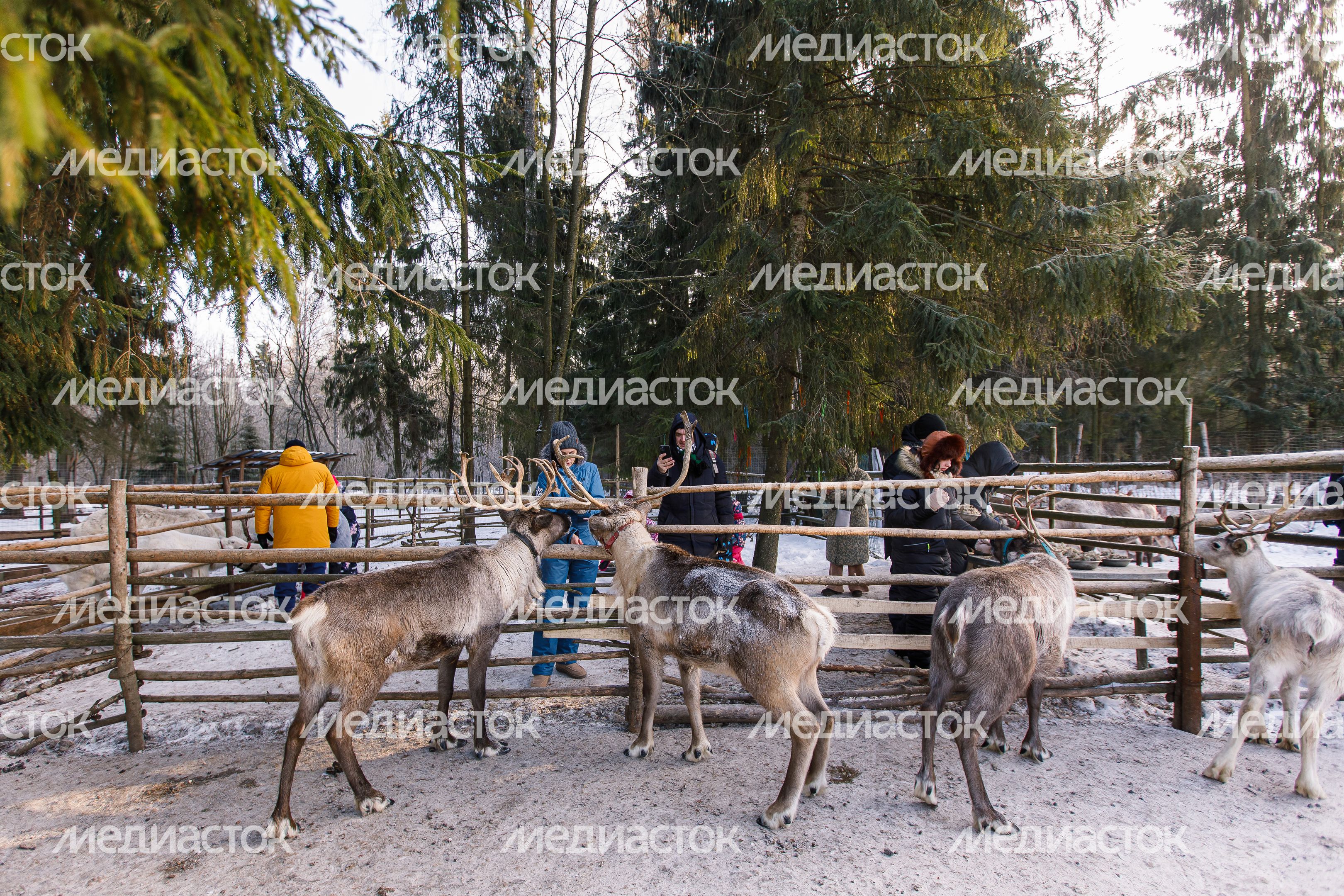 Оленья ферма ZooОleni в Рузском округе