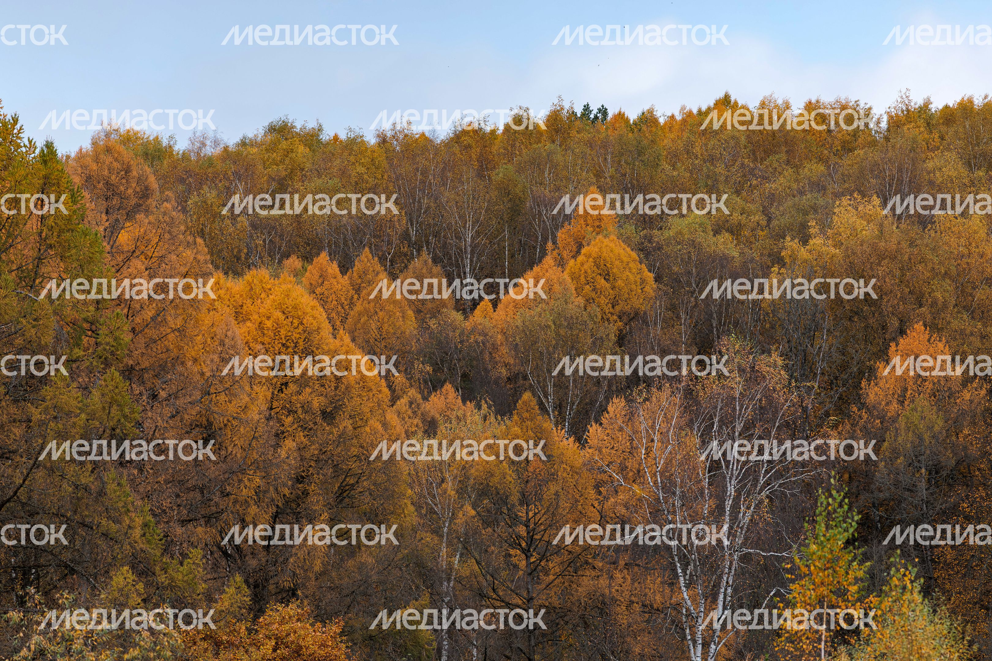Желтые макушки деревьев осенью в Подмосковье Желтые макушки деревьев осенью в Подмосковье