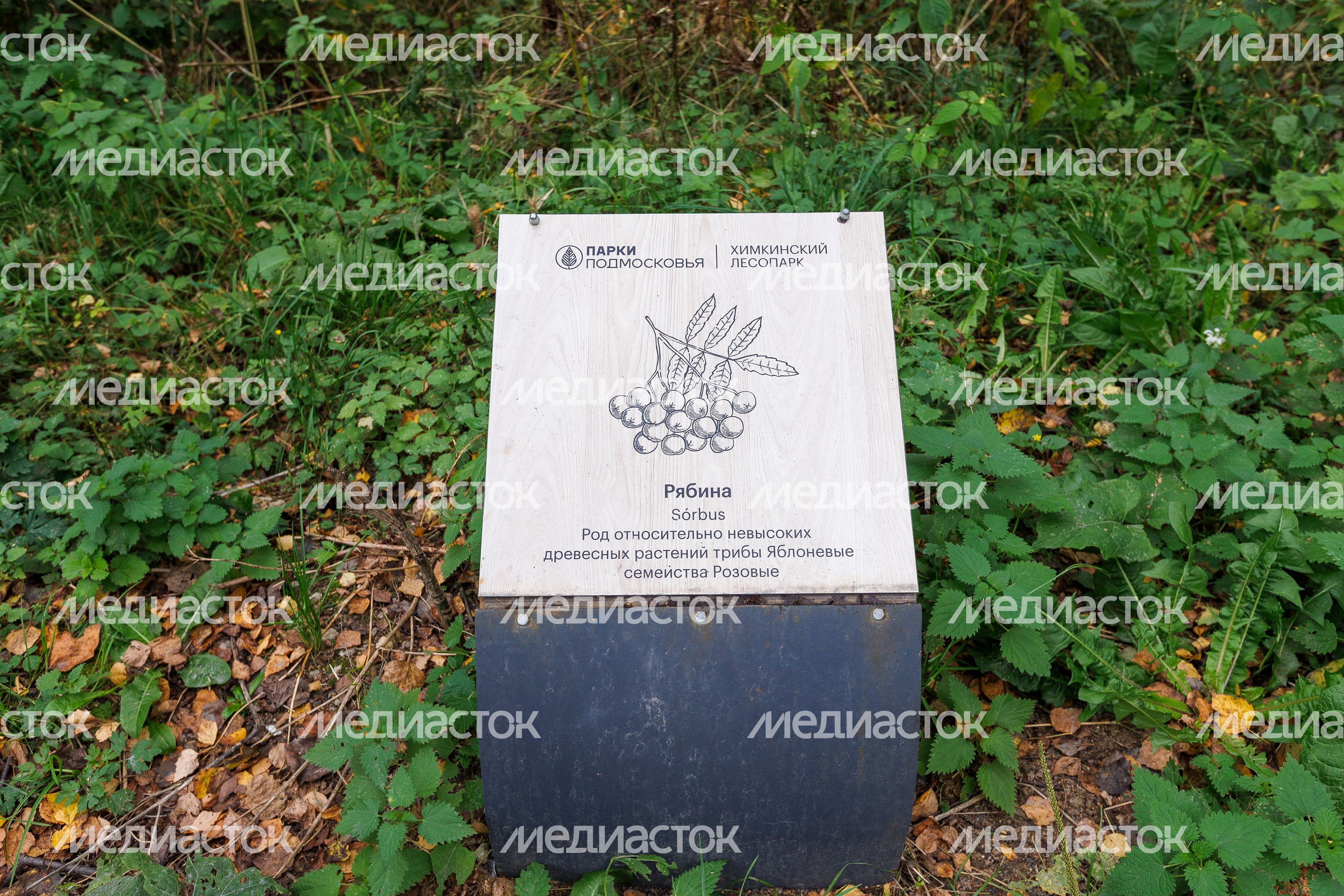 Таблички с названиями деревьев в осеннем Химкинском лесопарке Таблички с названиями деревьев в осеннем Химкинском лесопарке