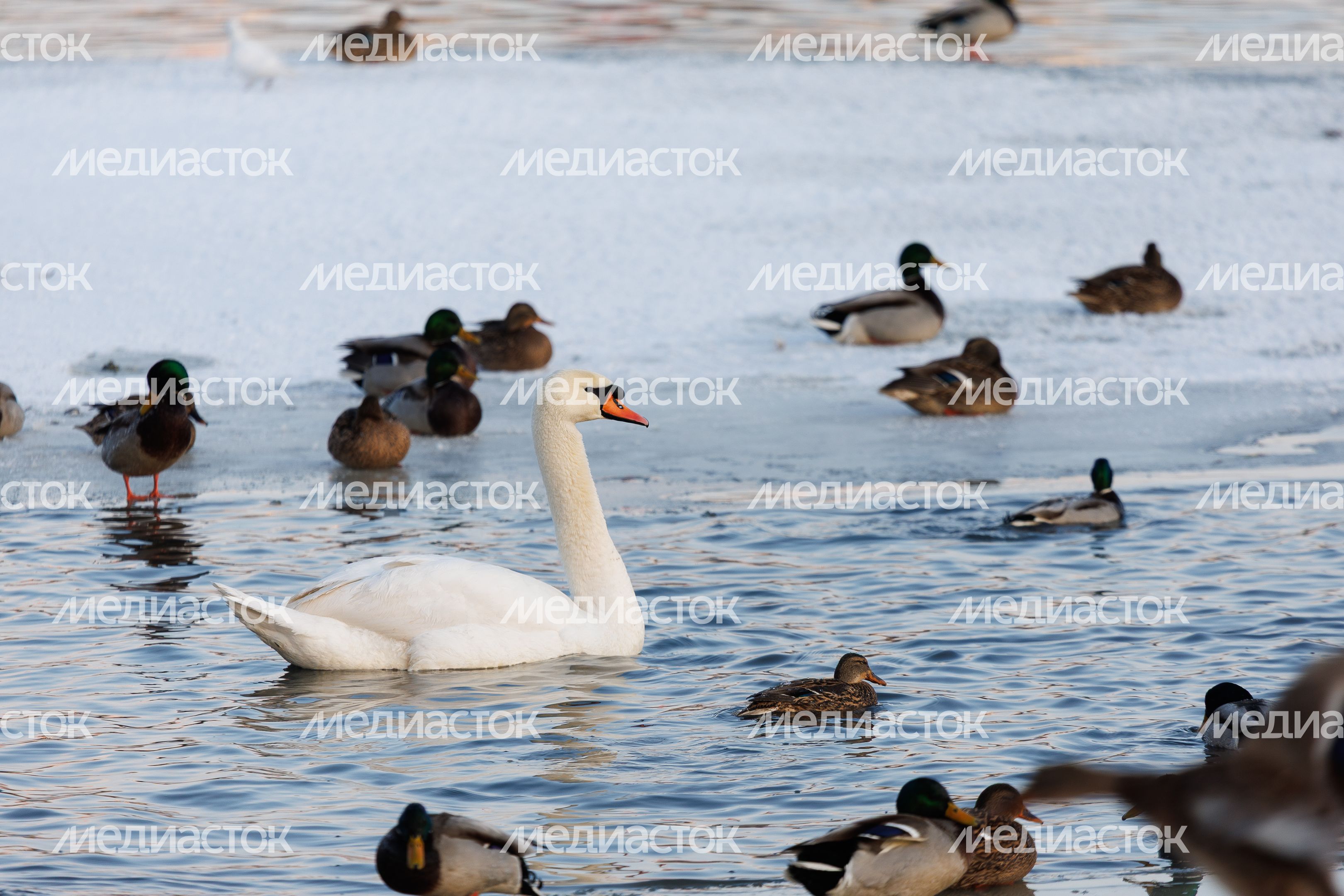 Птицы на набережной Центрального парка культуры и отдыха «Парк Мира» в Мытищах Птицы на набережной Центрального парка культуры и отдыха «Парк Мира» в Мытищах