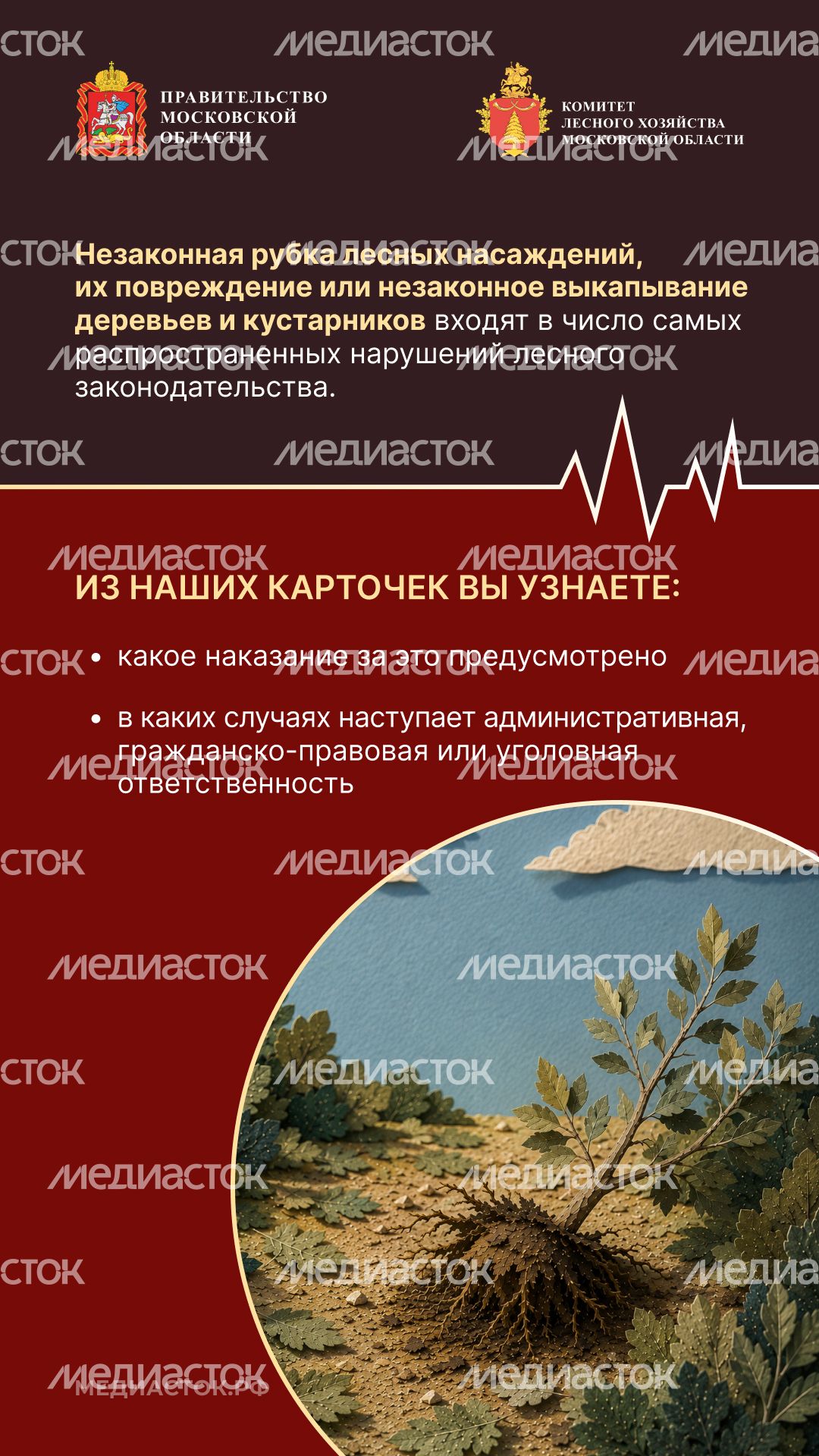 Незаконная рубка вертикаль 02