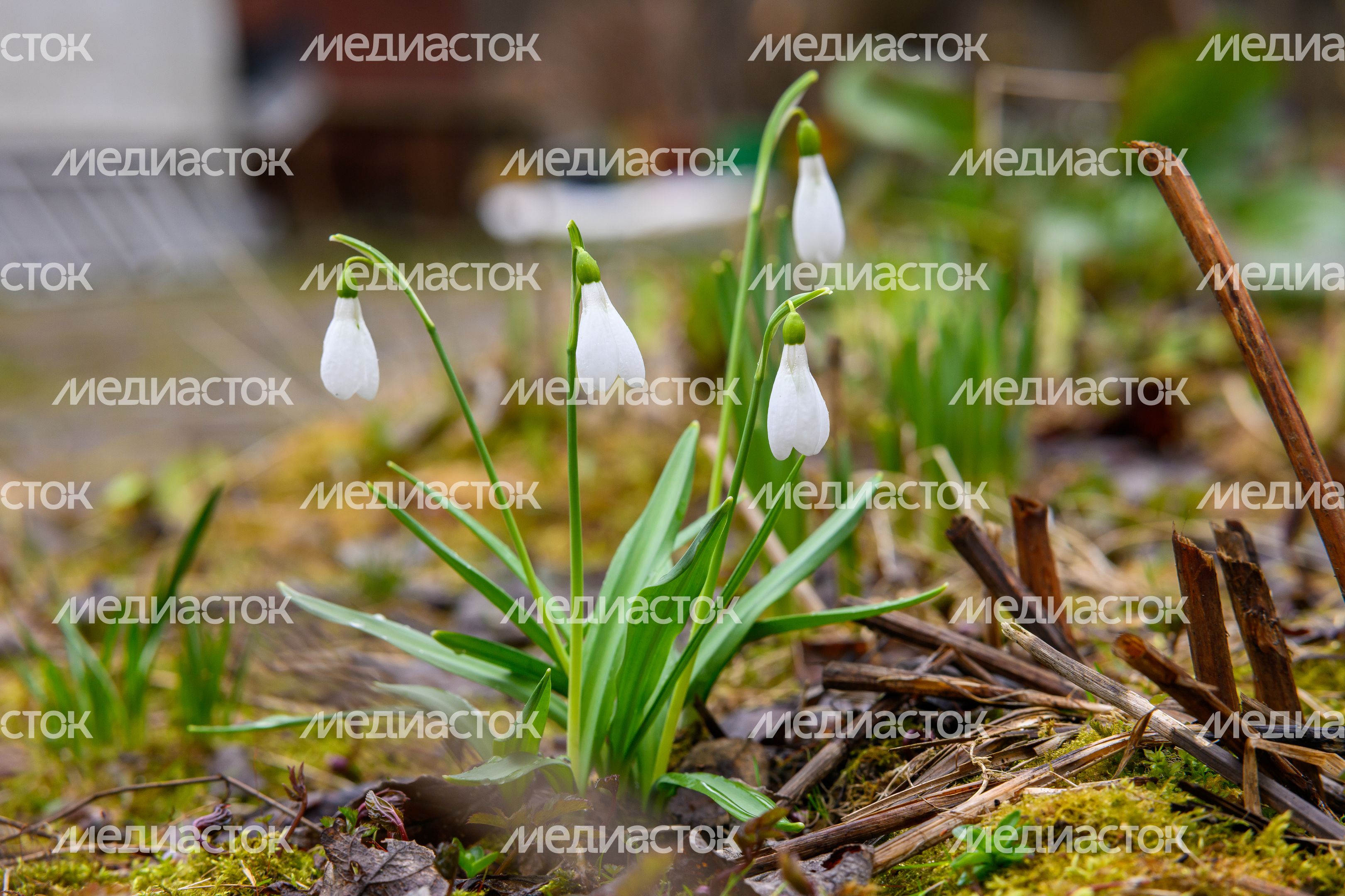 Подснежники расцвели в Подмосковье. Весна 2026