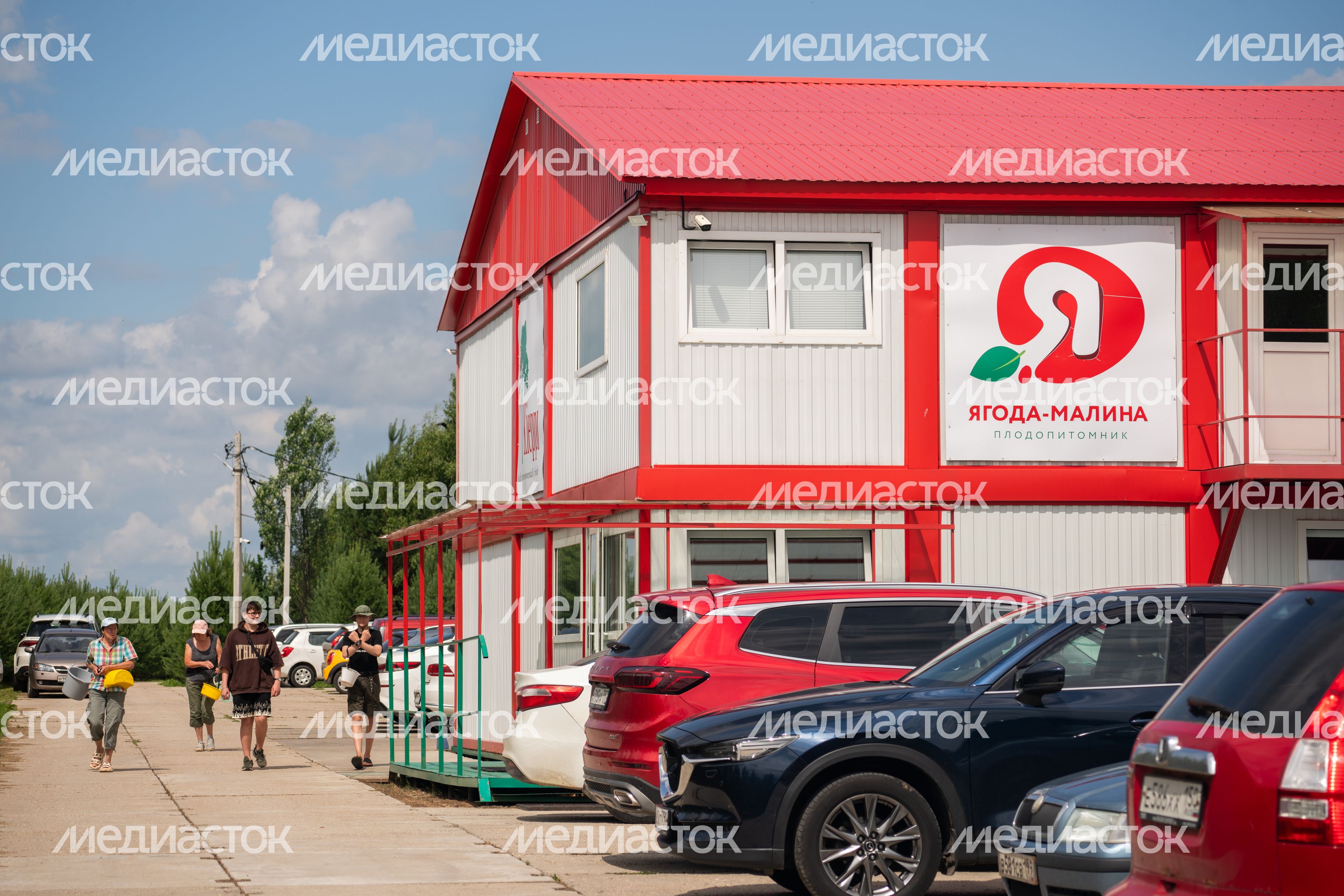 Выращивание клубники в ООО "Плодопитомник "Ягода-малина" в округе Шаховская