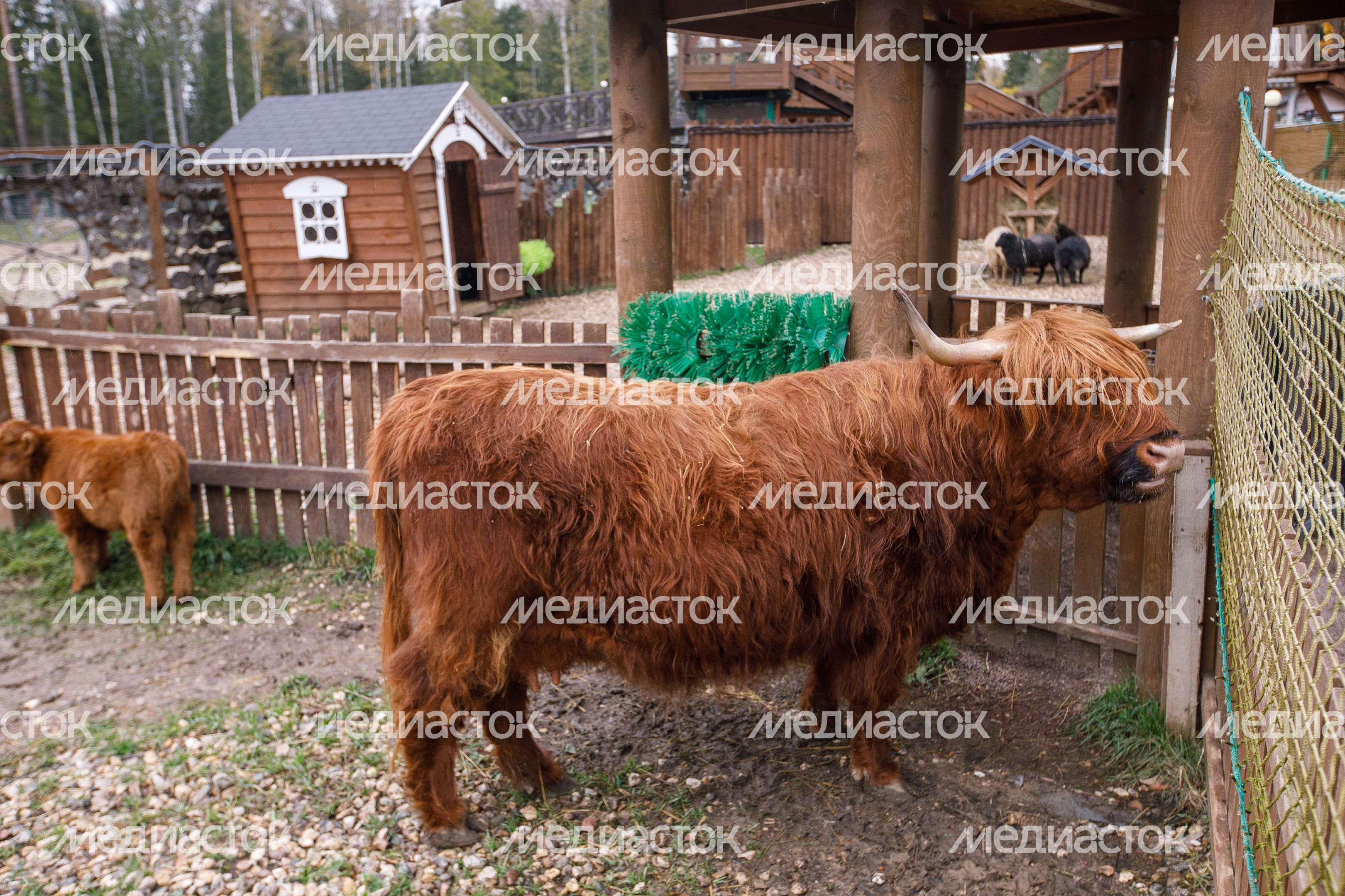 Клин. Сафари-парк «Изумрудный лес»