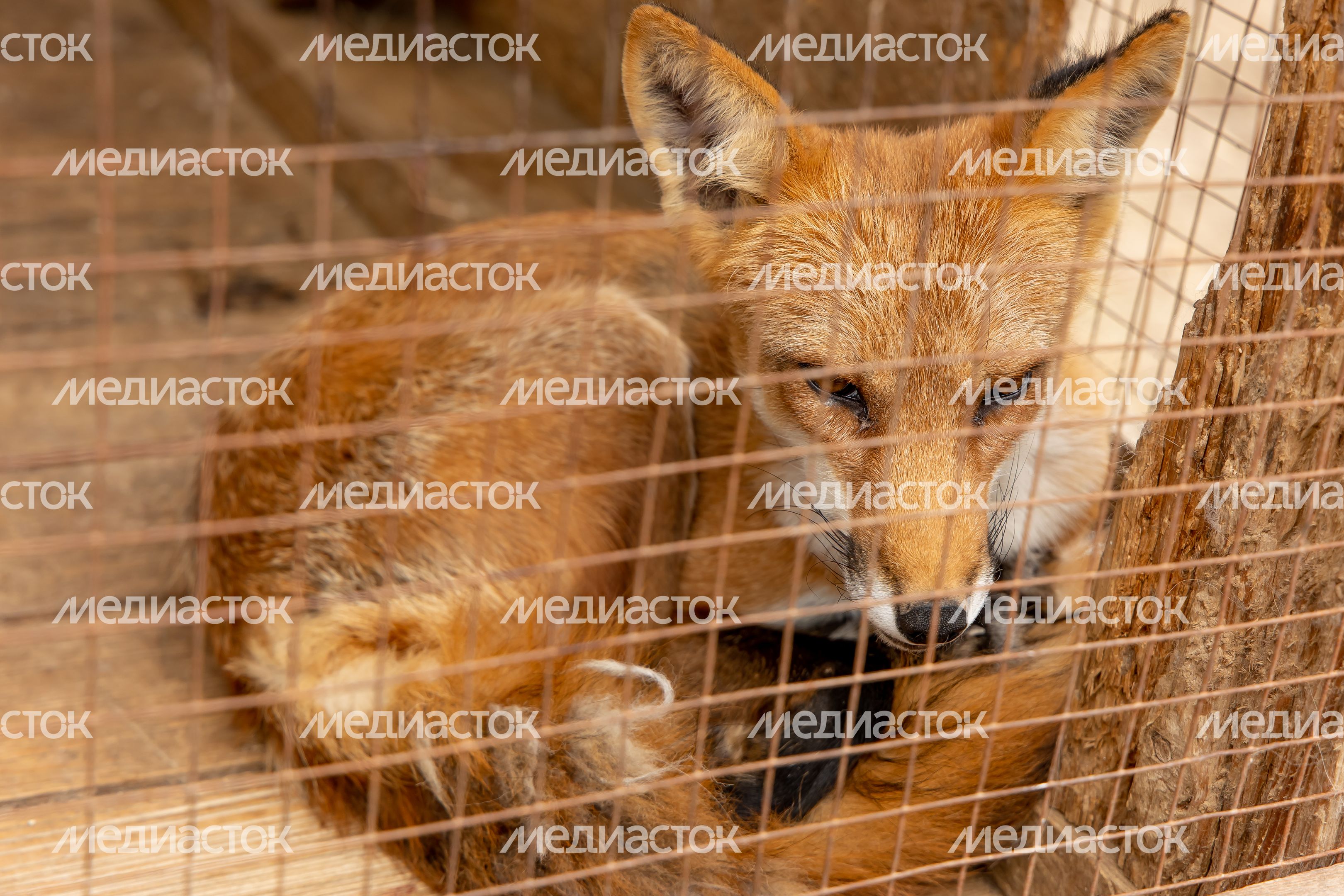 Животноводческий комплекс при киностудии Угреша-Фильм