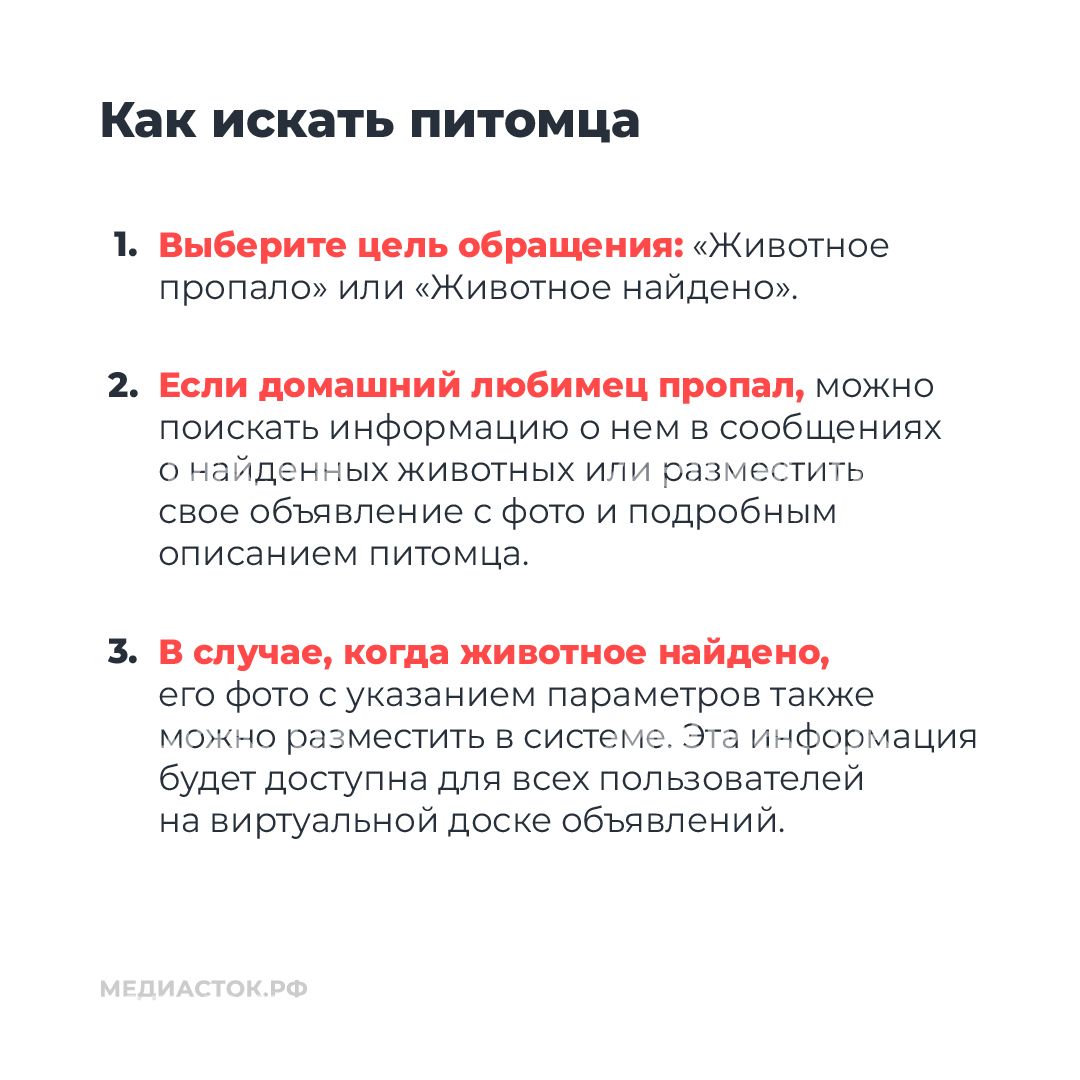 Домашние животные квадрат 07