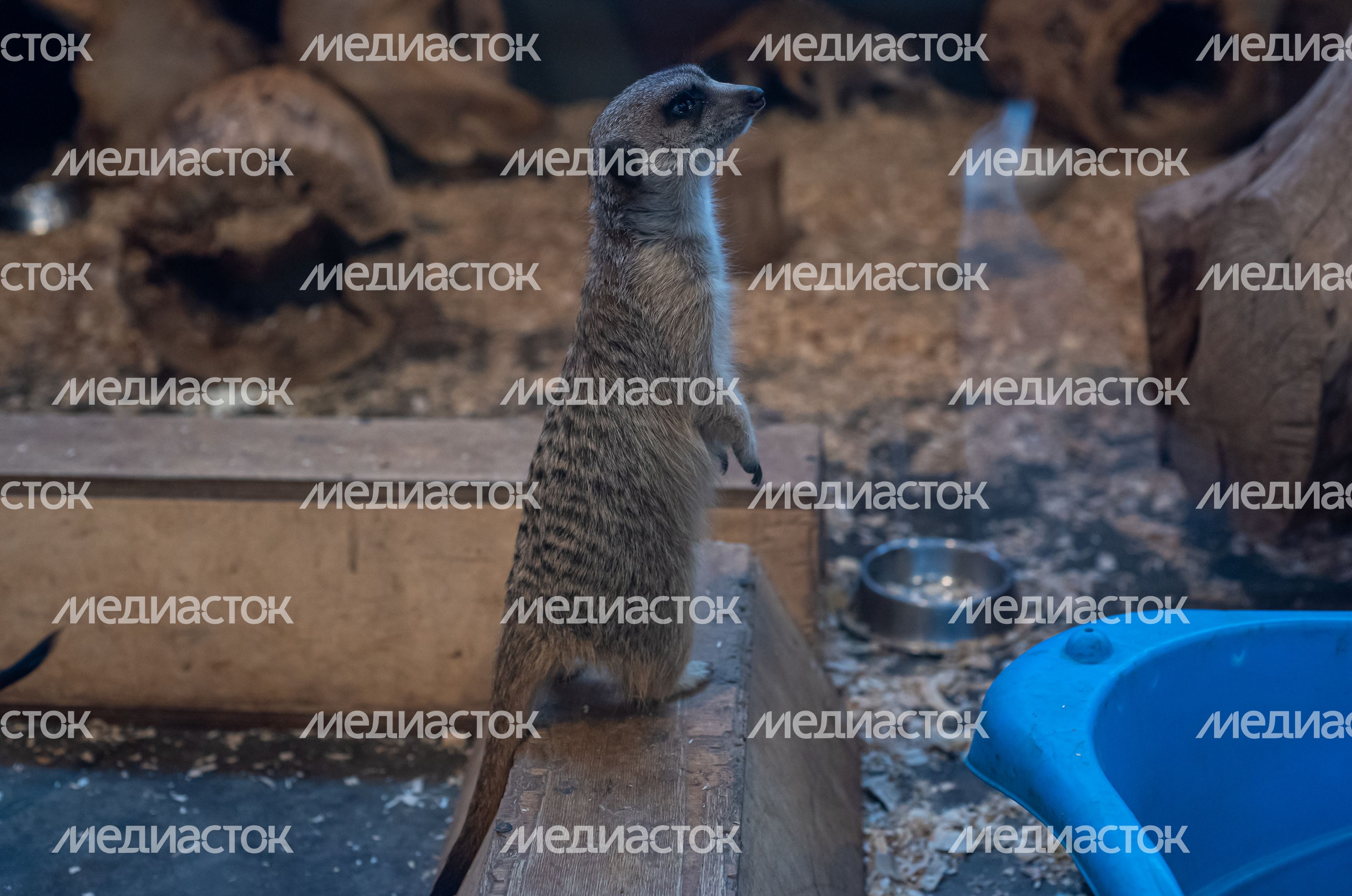 ЗооСад Конноспортивного комплекса «Дивный»