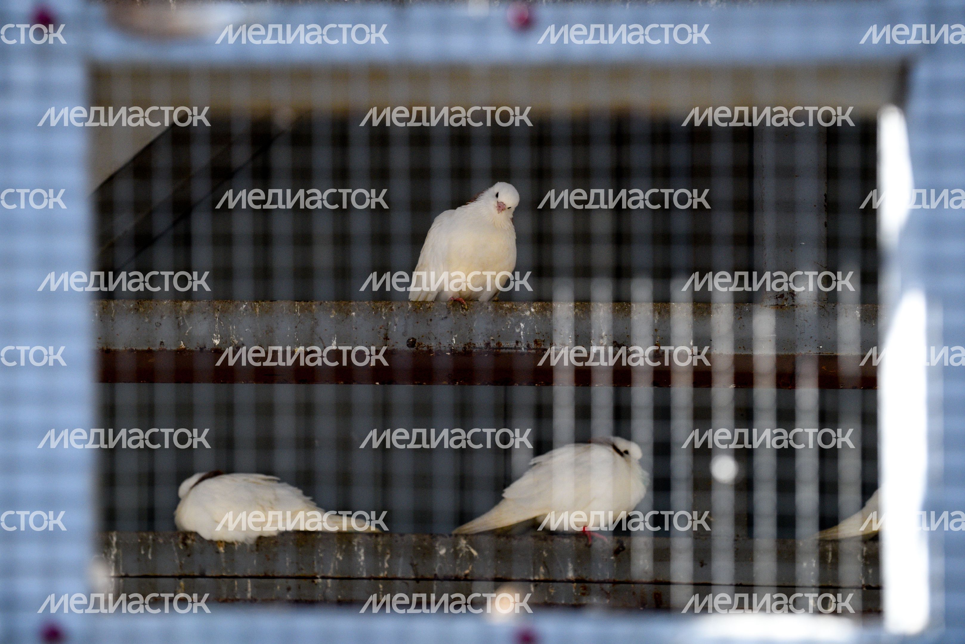 Голубятня в Москве