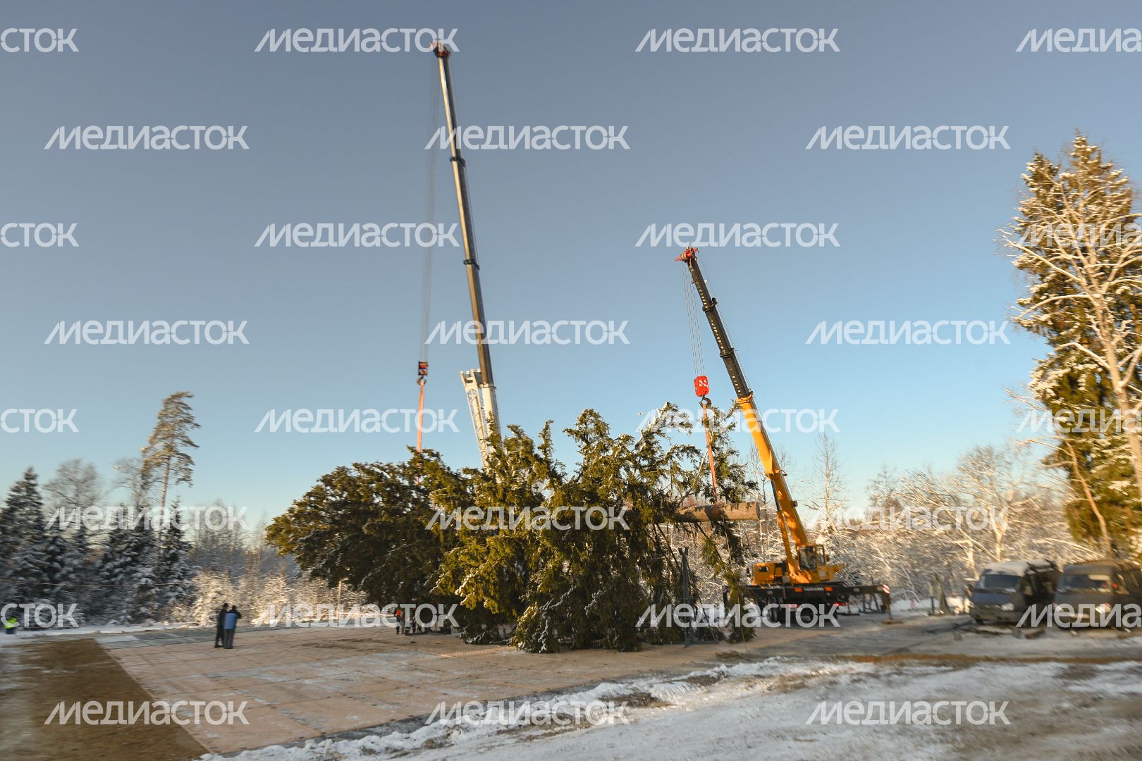 Сруб главной новогодней ели страны в Щелковском районе Подмосковья