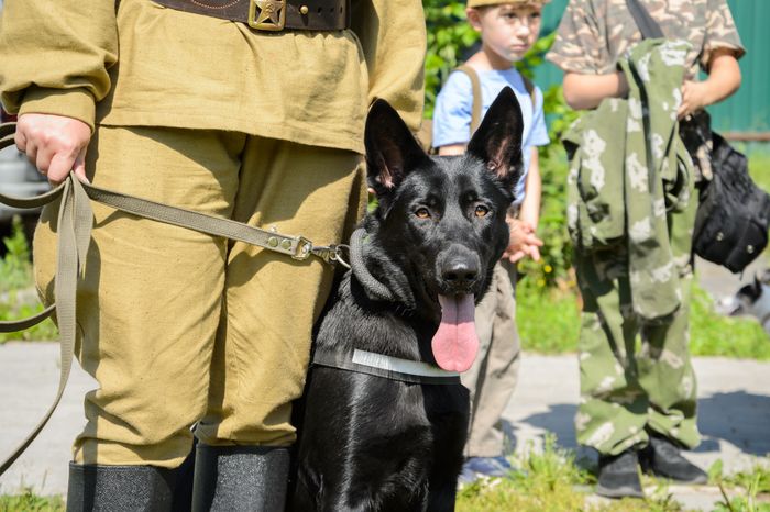 Мытищи. Шолохово. Военно-патриотический фестиваль Фронтовая собака