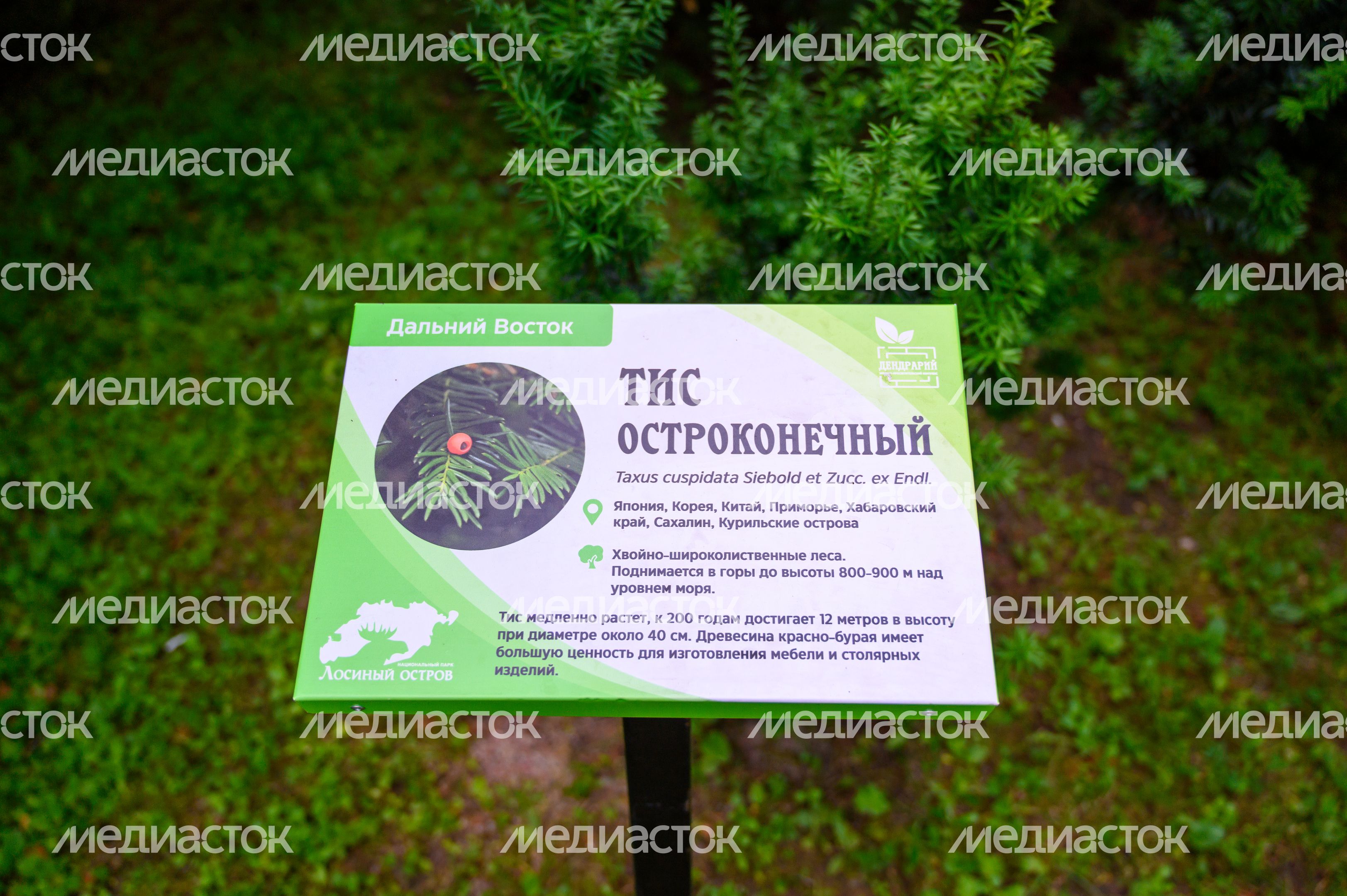 Эколого-просветительский комплекс "Дендрарий" в Мытищах Эколого-просветительский комплекс "Дендрарий" в Мытищах