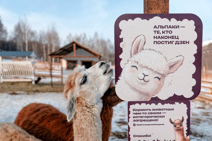 Парк альпак в спортивно-развлекательном парке «Яхрома» в Дмитровском округе