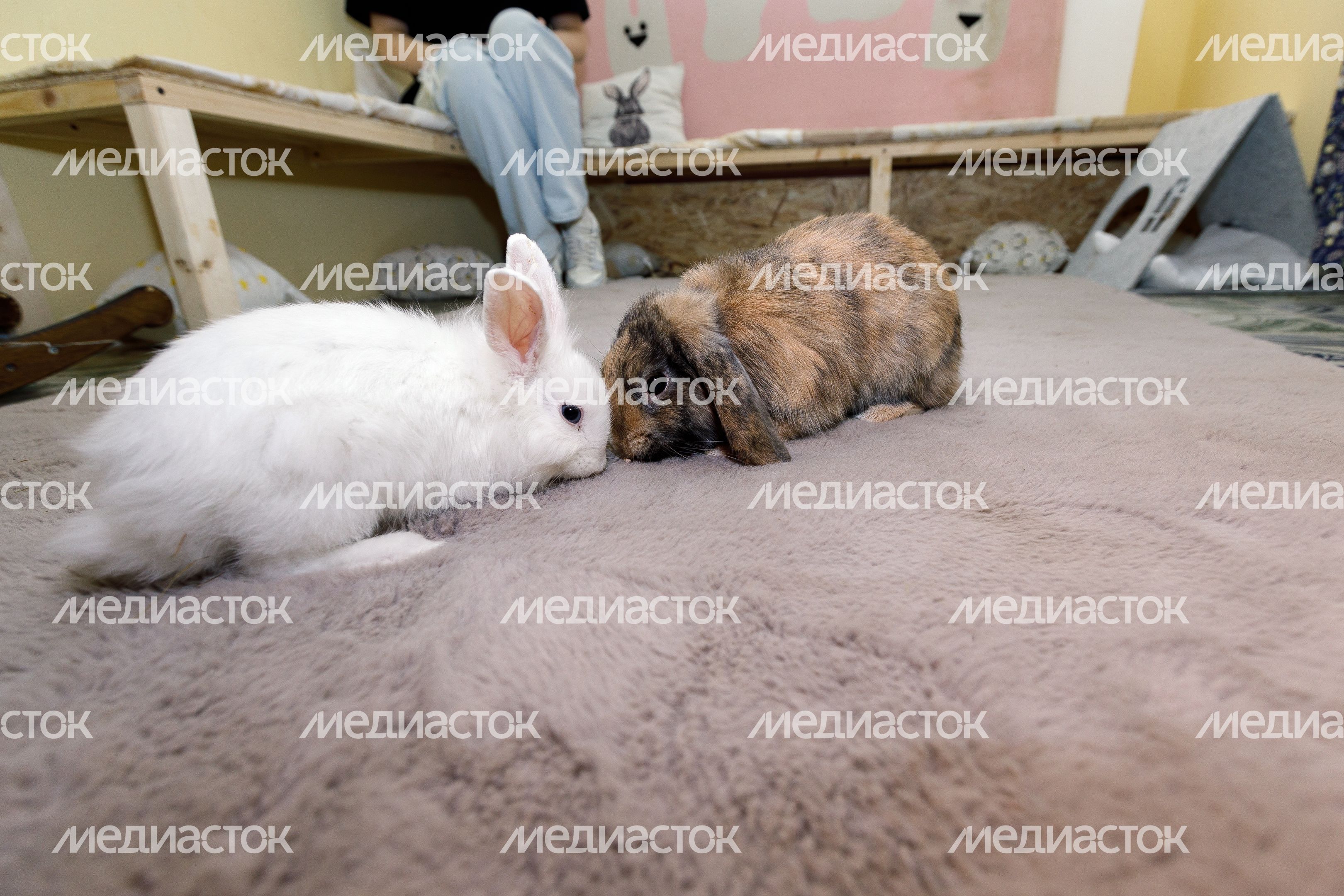 Музей кролика и зайца в Солнечногорске Музей кролика и зайца в Солнечногорске