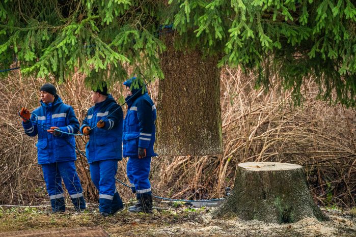 Главную новогоднюю елку страны спилили в Рузском округе