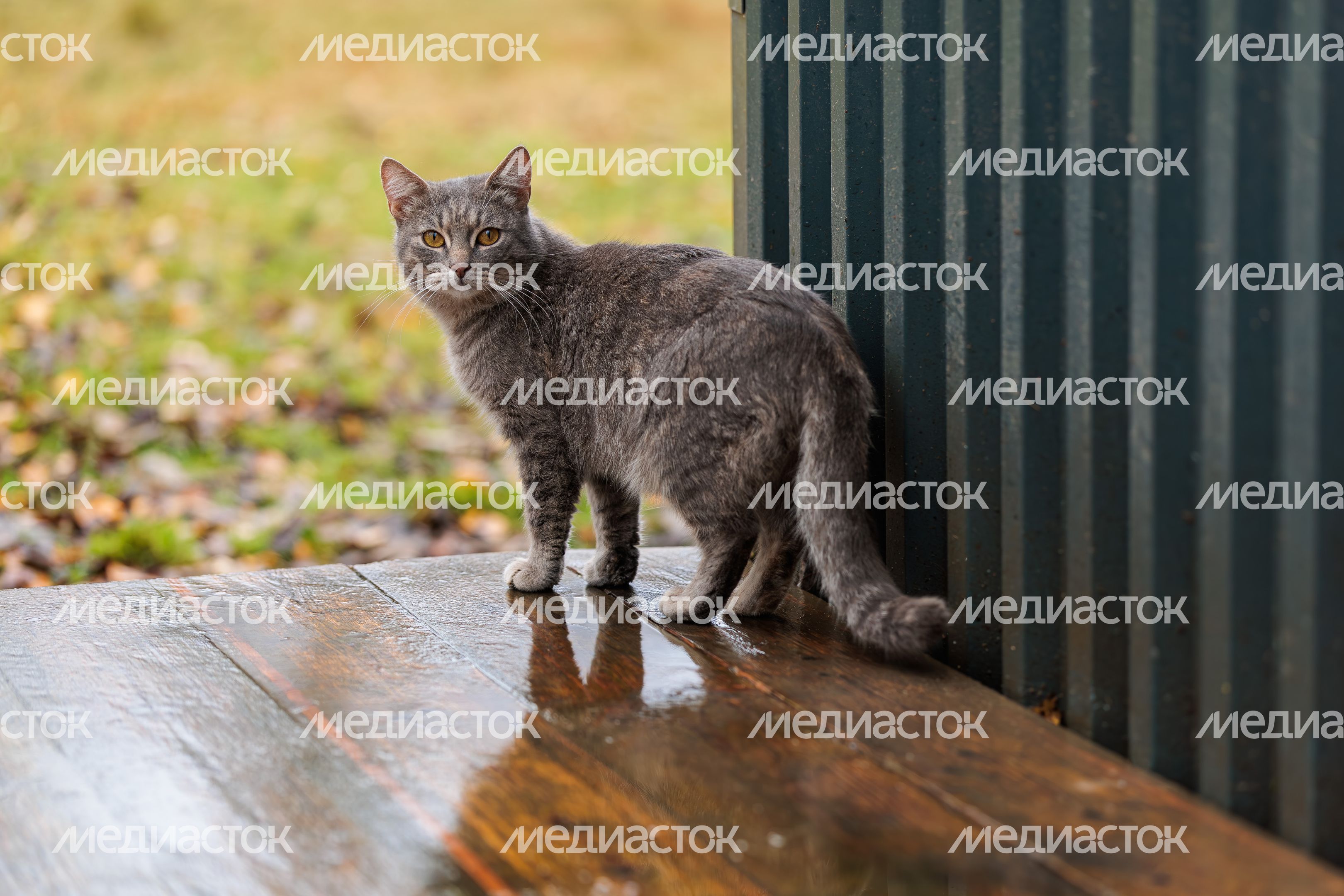 Кот на улице Кот на улице