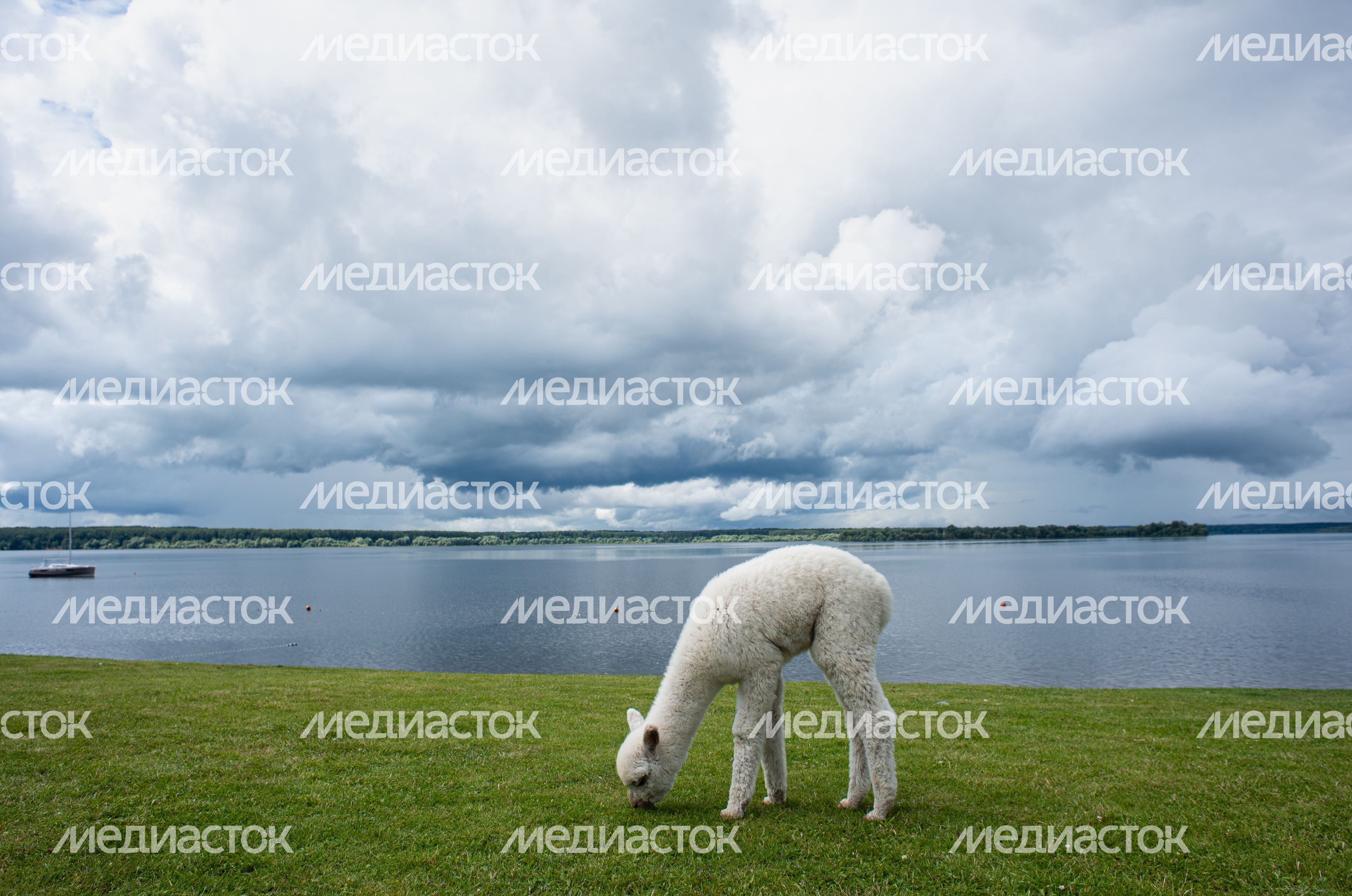 Гастрономический фестиваль Alpaca Wellbeing Fest