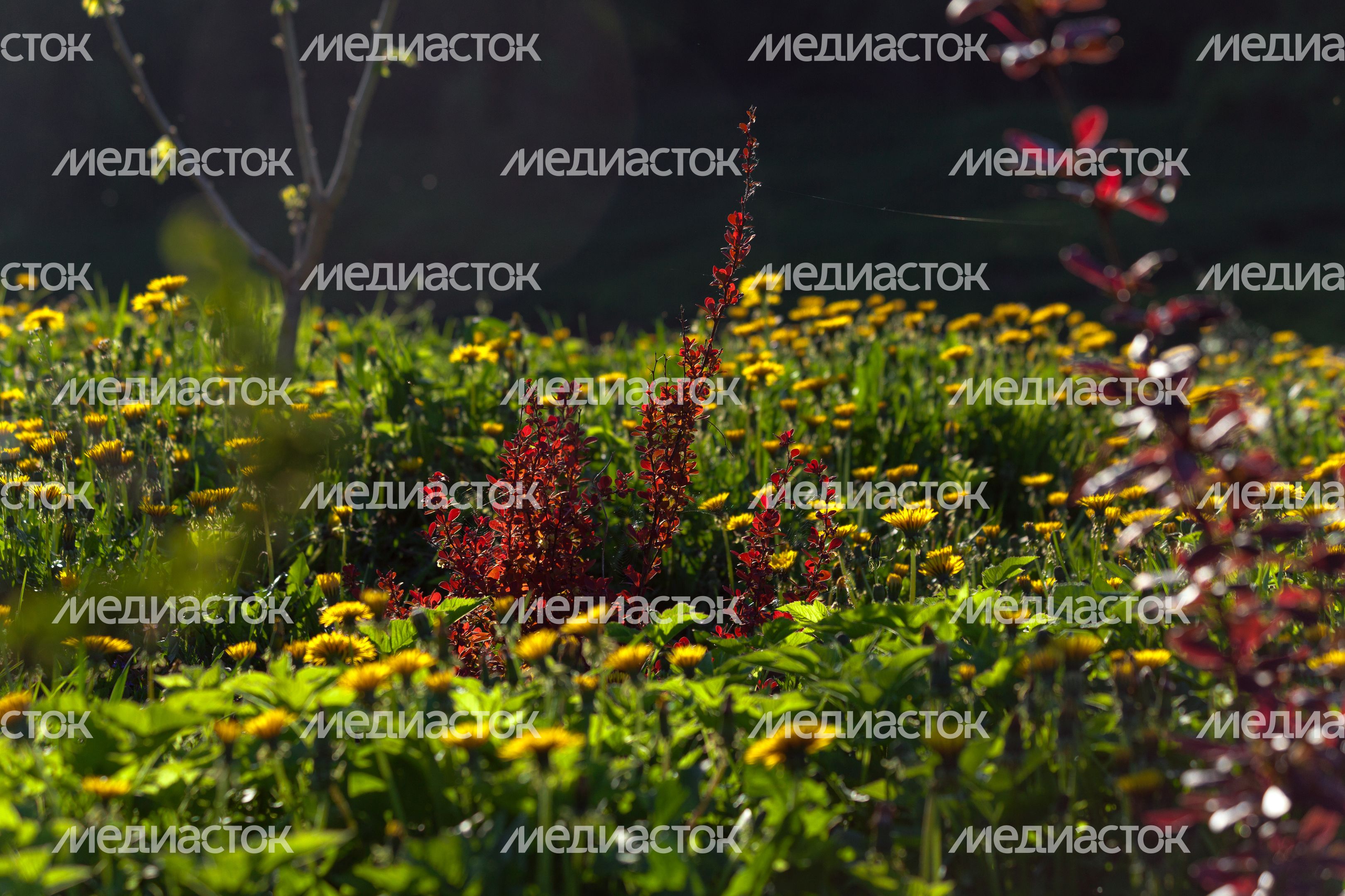 Природа Подмосковья: весна в цветах Природа Подмосковья: весна в цветах
