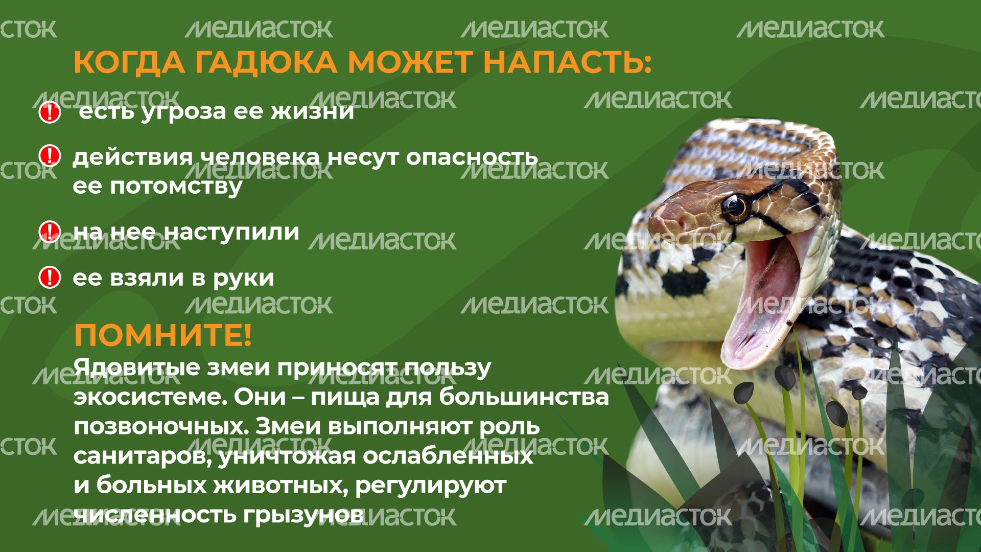 уппр_змеи_гор_4