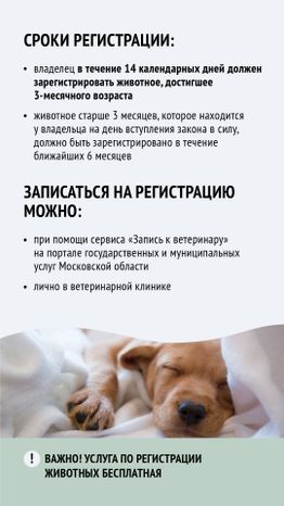 Вертикаль_ зарегистрировать домашнее животное_05-100.jpg