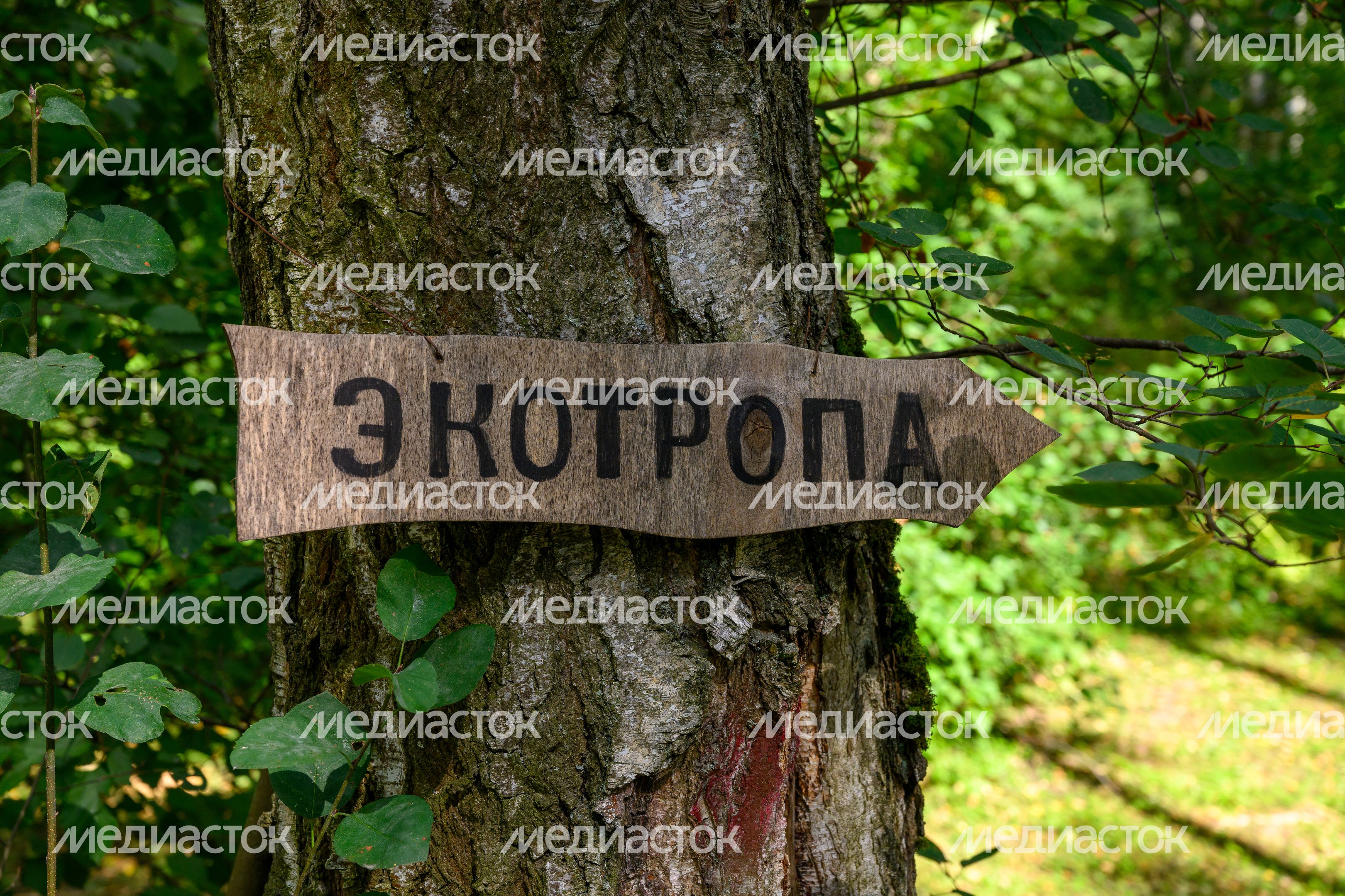 Лето в лесопарке «Гальчино» в Домодедово Лето в лесопарке «Гальчино» в Домодедово
