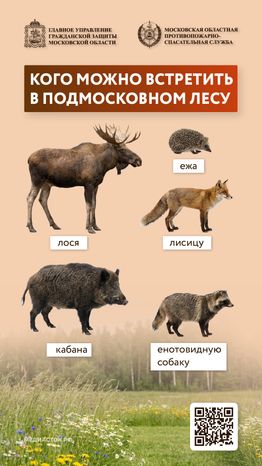 Что делать при встрече с диким животным вертикаль 01