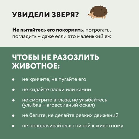 Квадрат Безопасность в лесу 04.jpg