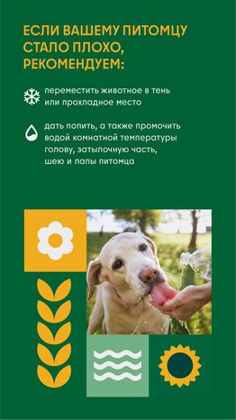 Как защитить домашнего любимца от перегрева во время жары вертикаль (3)