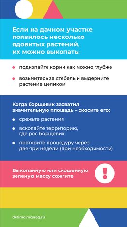 Вертикаль_Борщевик Сосновского_09.png