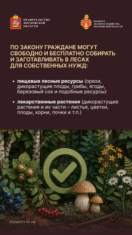 Ягоды, грибы, лекарственные растения вертикаль 03