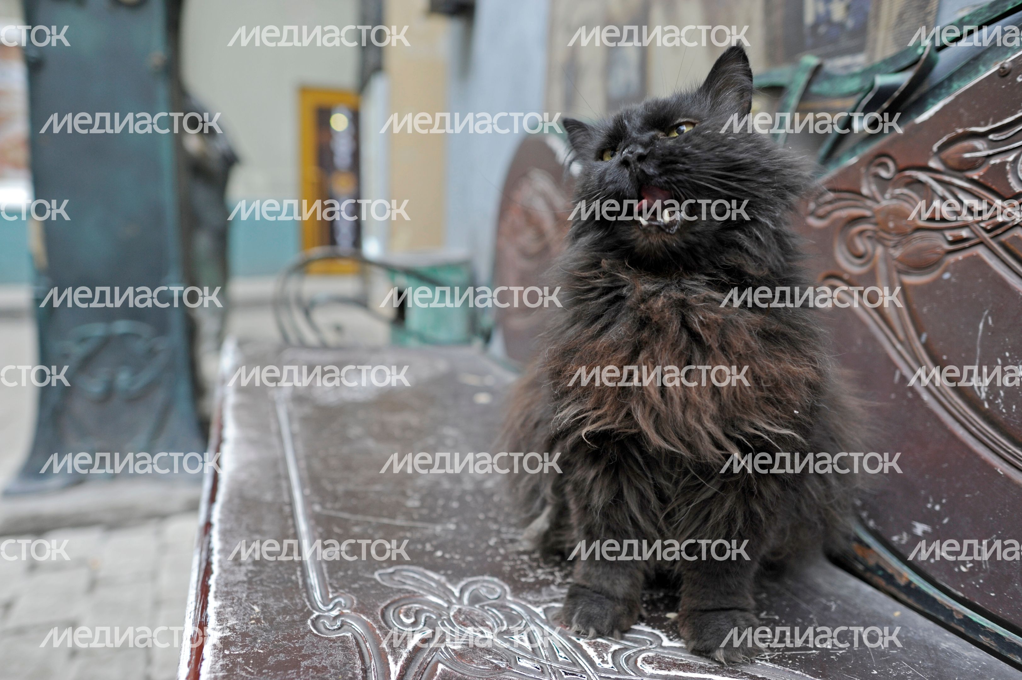 Кот Бегемот в музее «Дом Булгакова» Кот Бегемот в музее «Дом Булгакова»