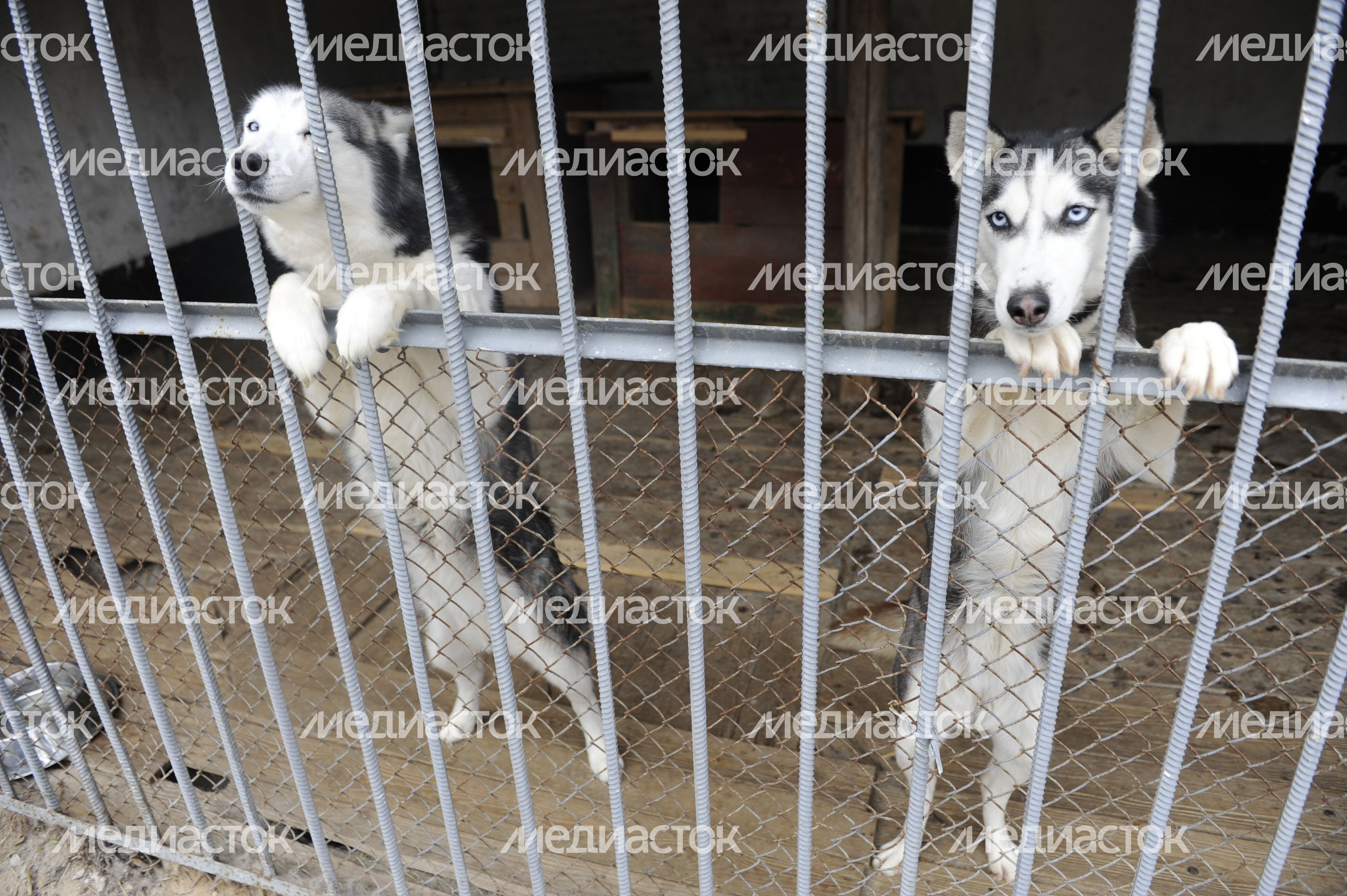 Учебный центр служебного собаководства в Дмитровском районе
