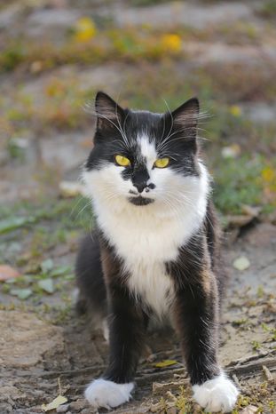 Кошка
