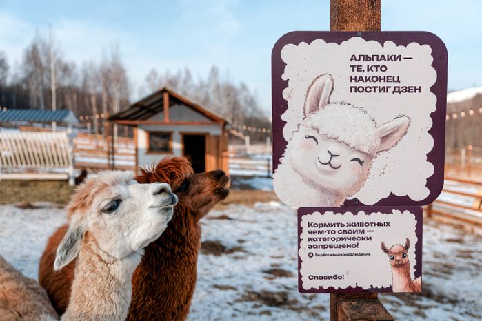 Парк альпак в спортивно-развлекательном парке «Яхрома» в Дмитровском округе