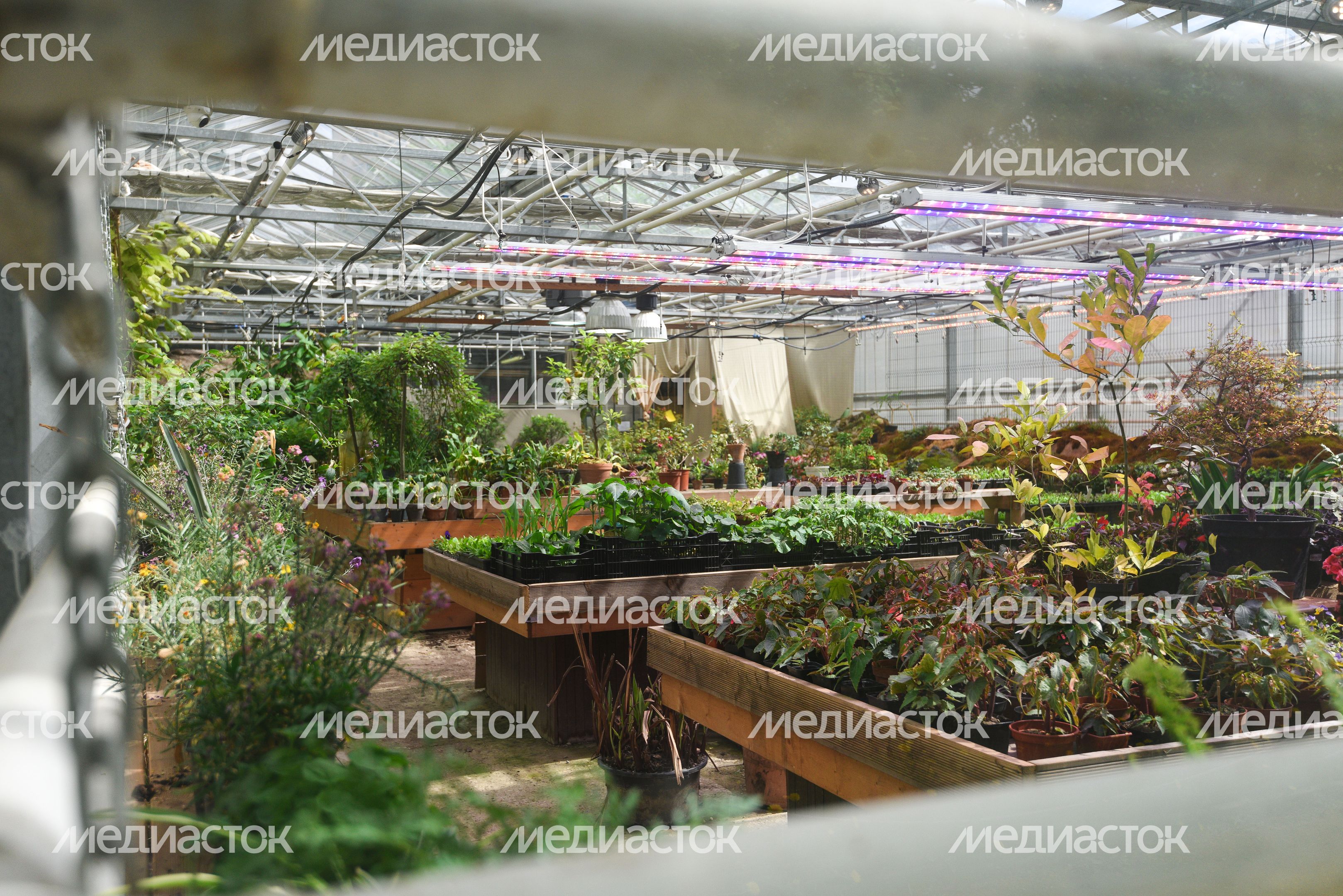 Ботанический сад МГУ «Аптекарский огород»