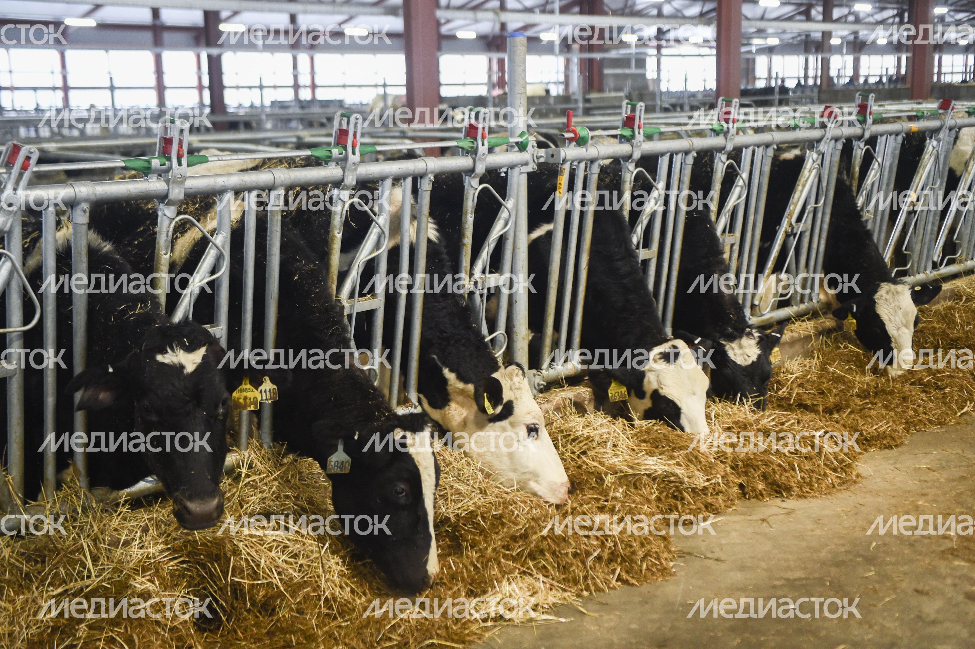 Открытие нового молочного комплекса TH True Milk в Подмосковье, 2 часть