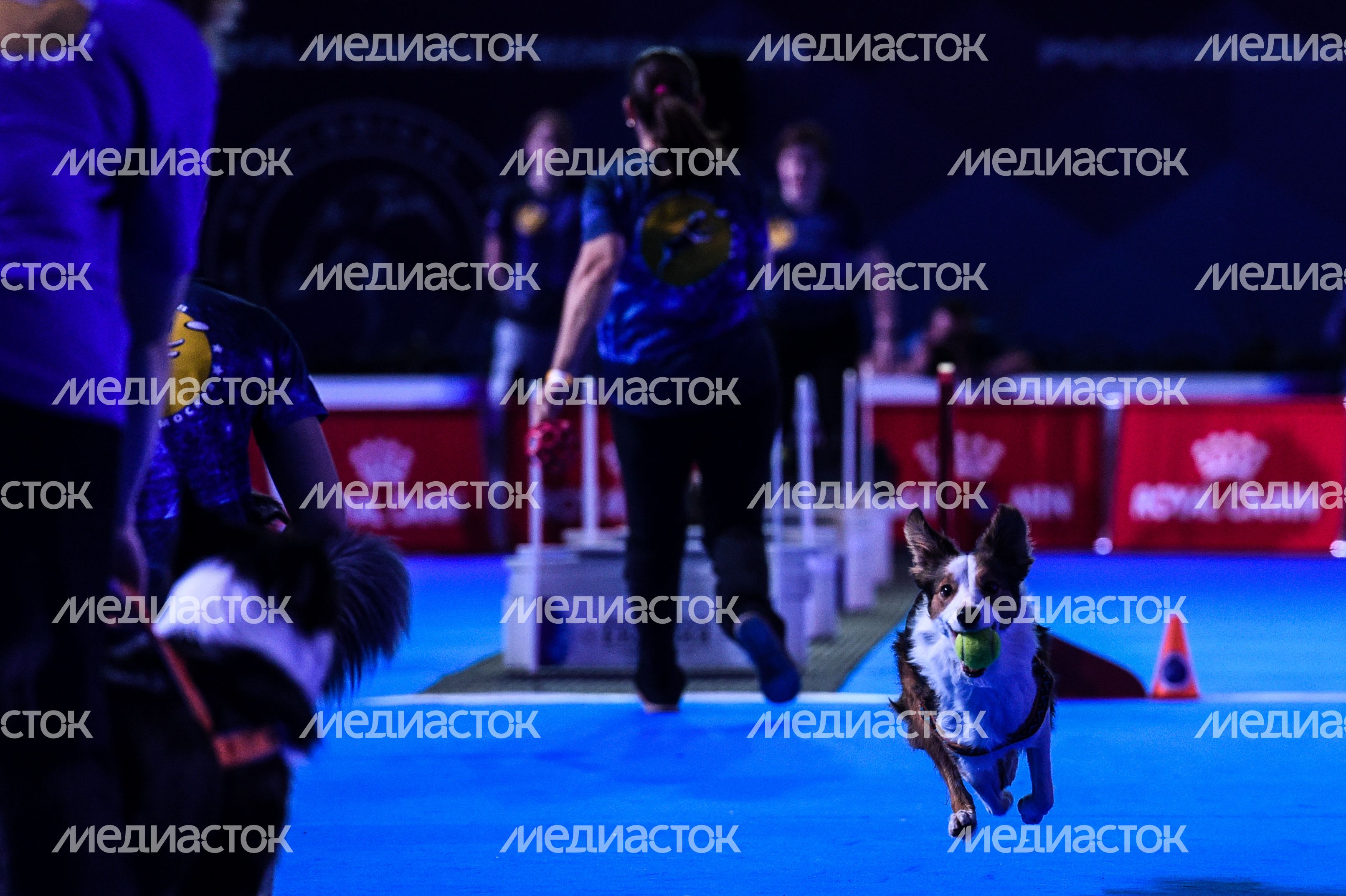 Выставка собак Евразия‑2018 прошла в Подмосковье