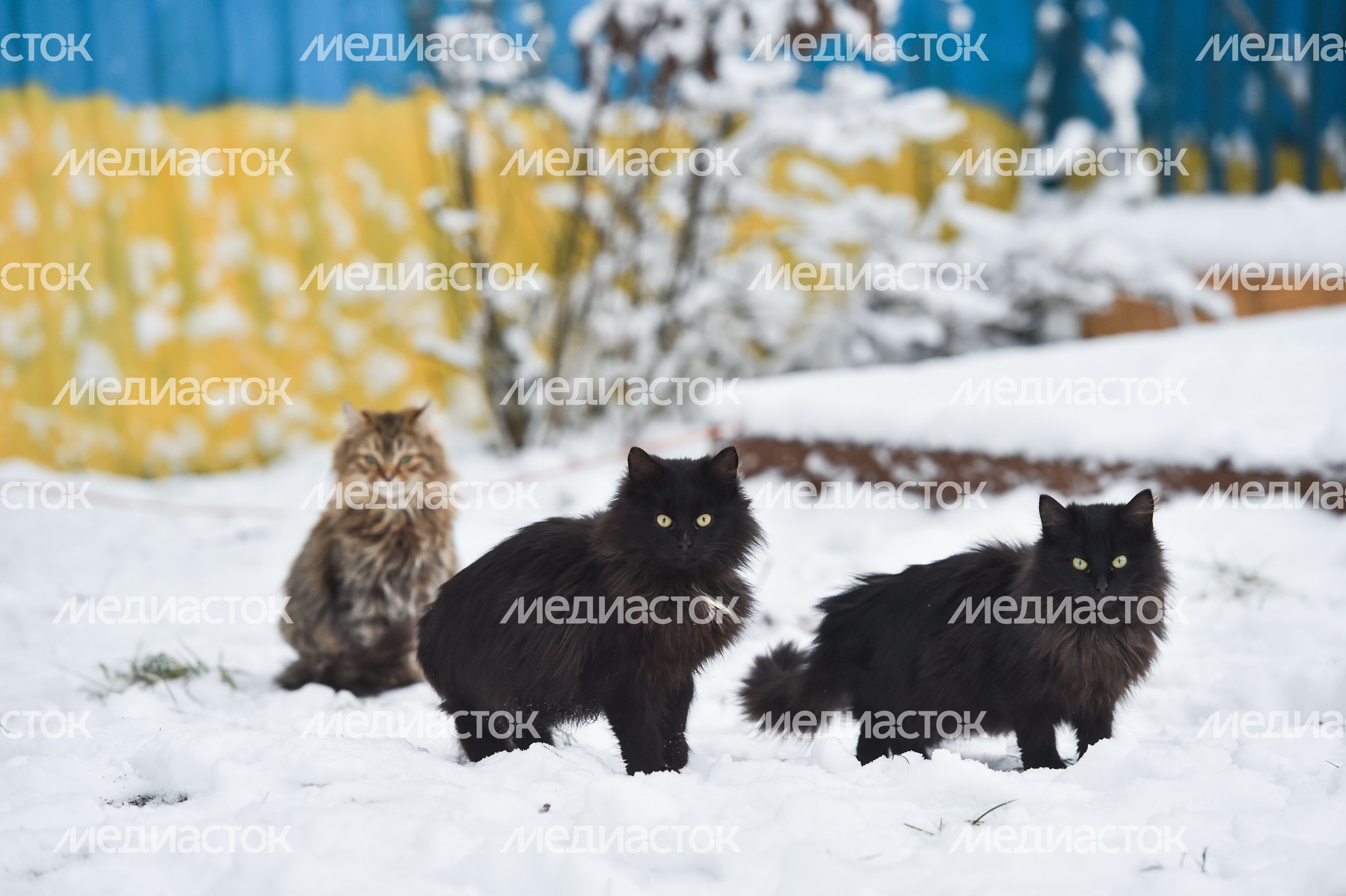 Подмосковный коливинг «Дача Бородино»