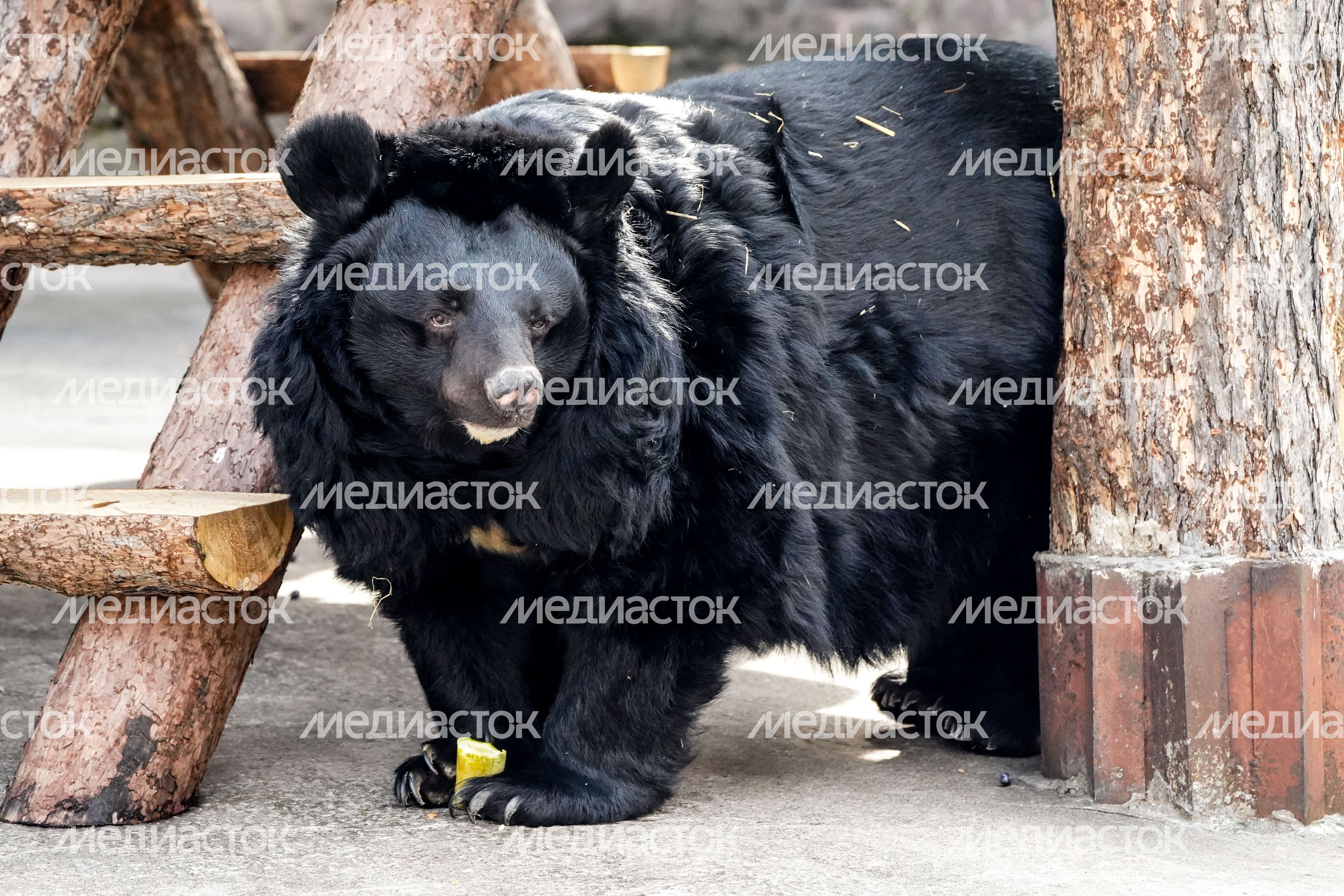Выход медведей в уличный вольер после зимней спячки в Московском зоопарке Выход медведей в уличный вольер после зимней спячки в Московском зоопарке