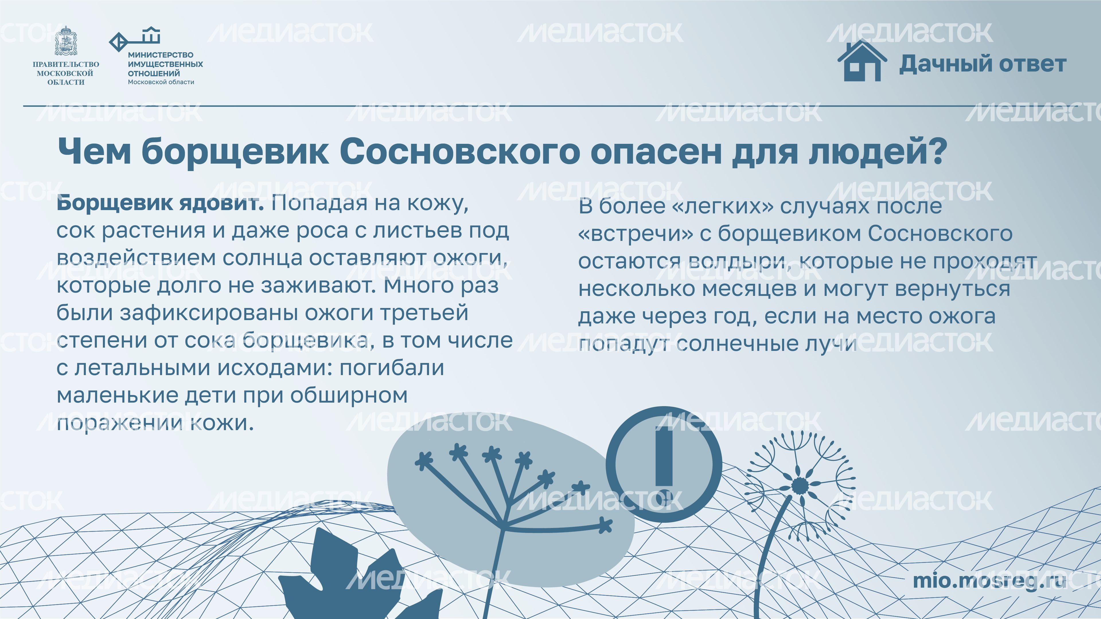 Дачный ответ_борщевик-08.jpg