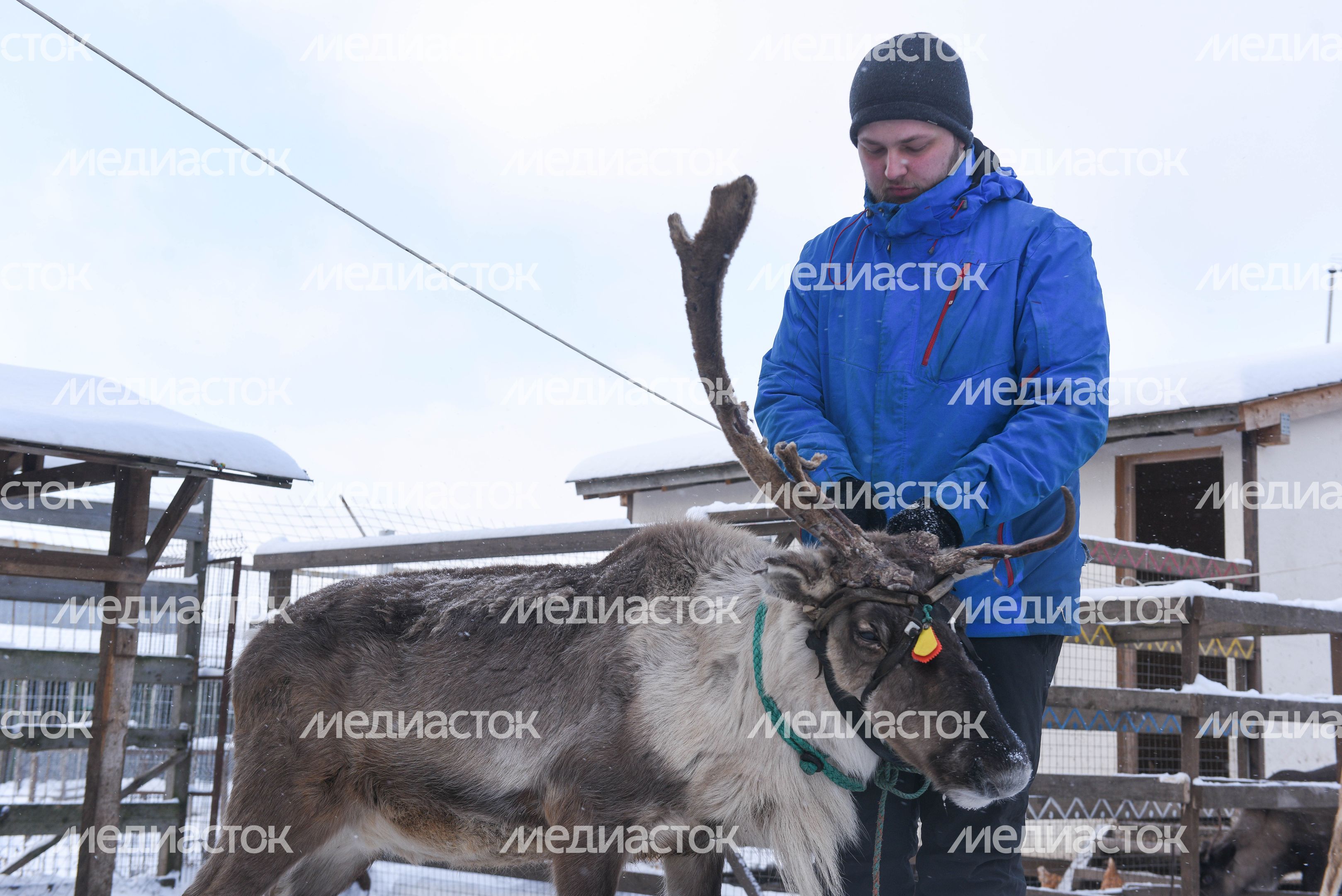 Оленья ферма в Дзержинском