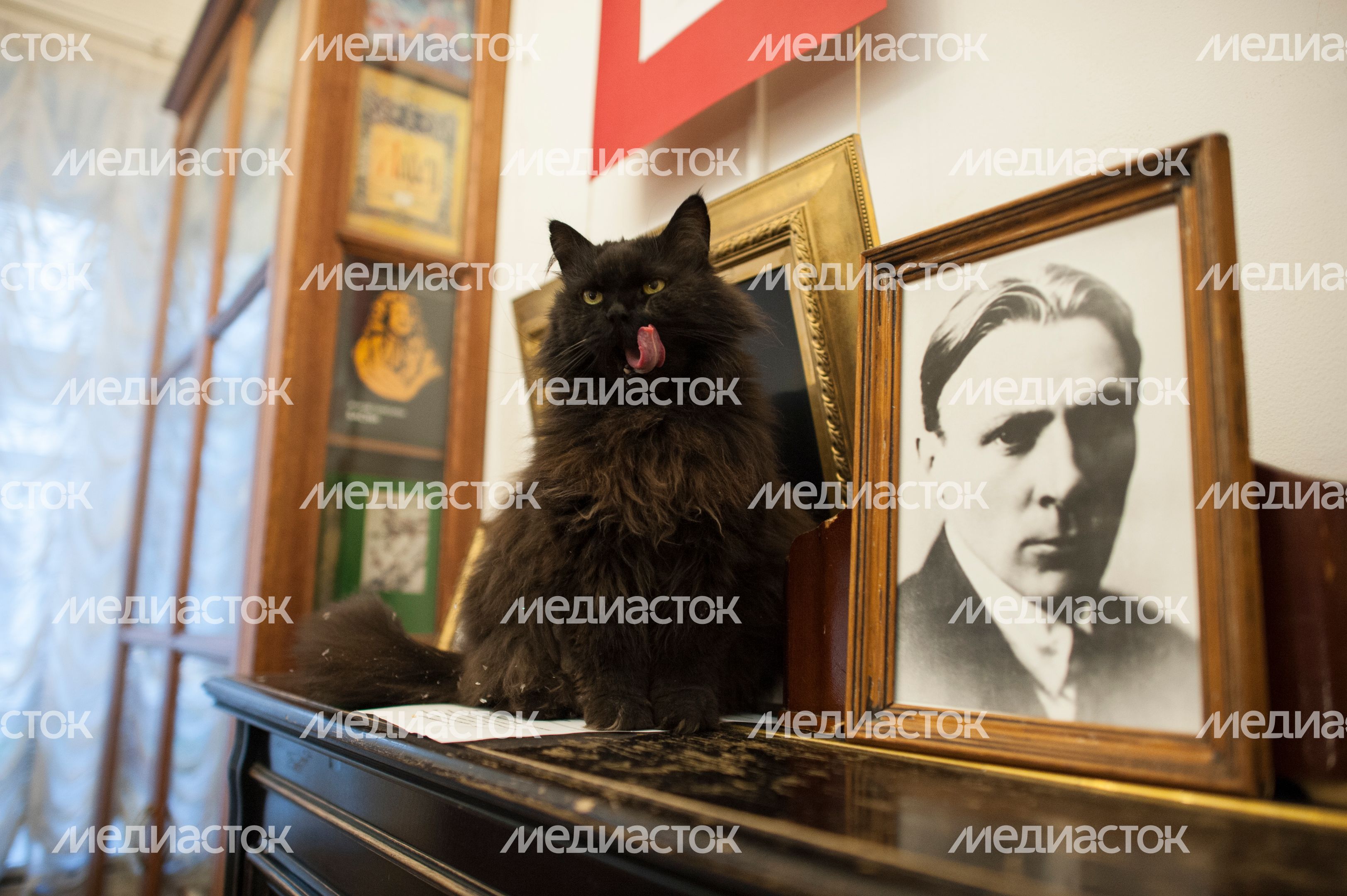 Кот Бегемот в музее «Дом Булгакова» Кот Бегемот в музее «Дом Булгакова»
