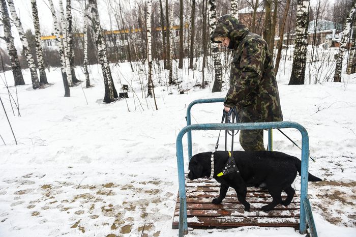 Школа собак‑проводников в Подмосковье