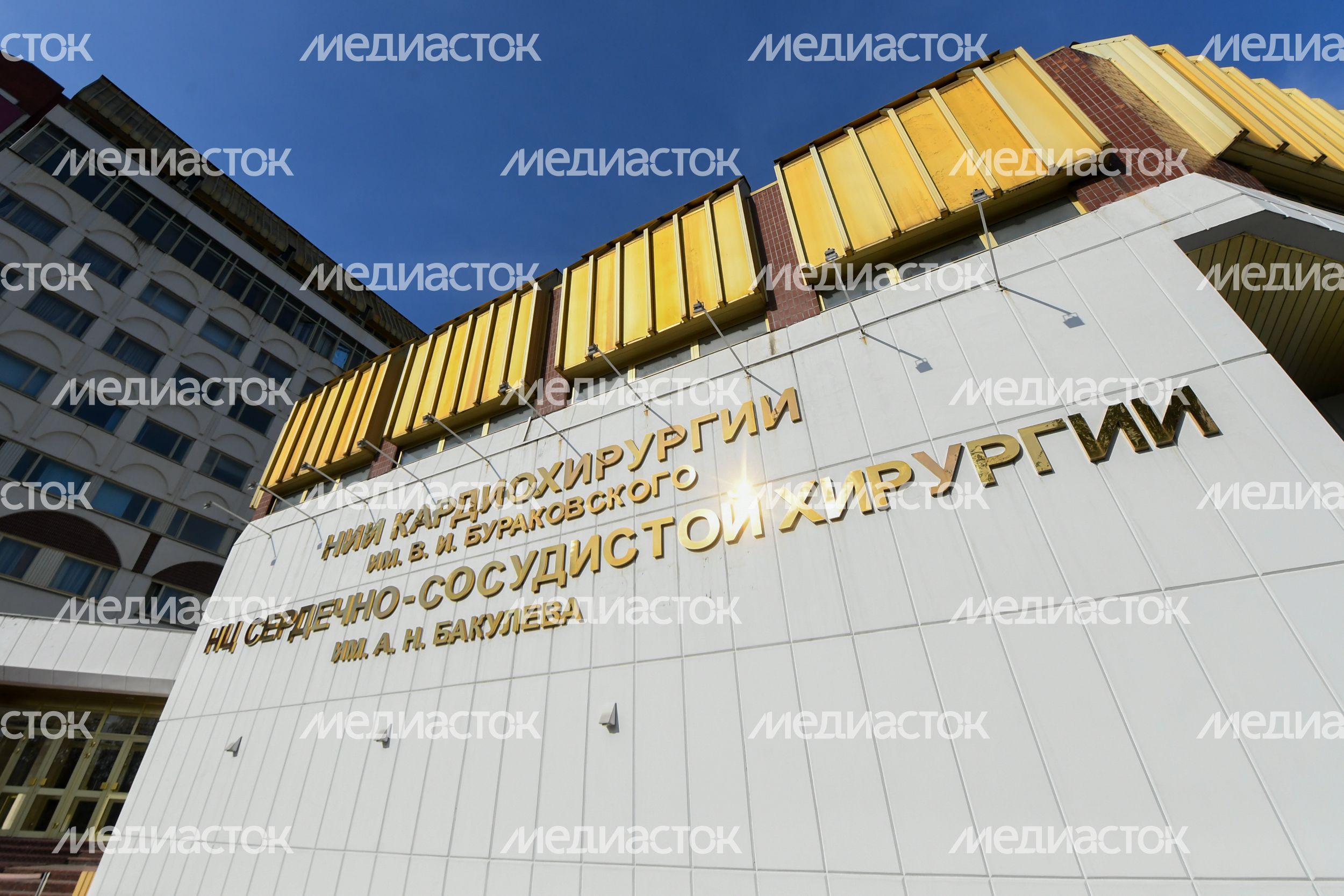 Посадка губернатором Подмосковья дерева в Центре им. Бакулева