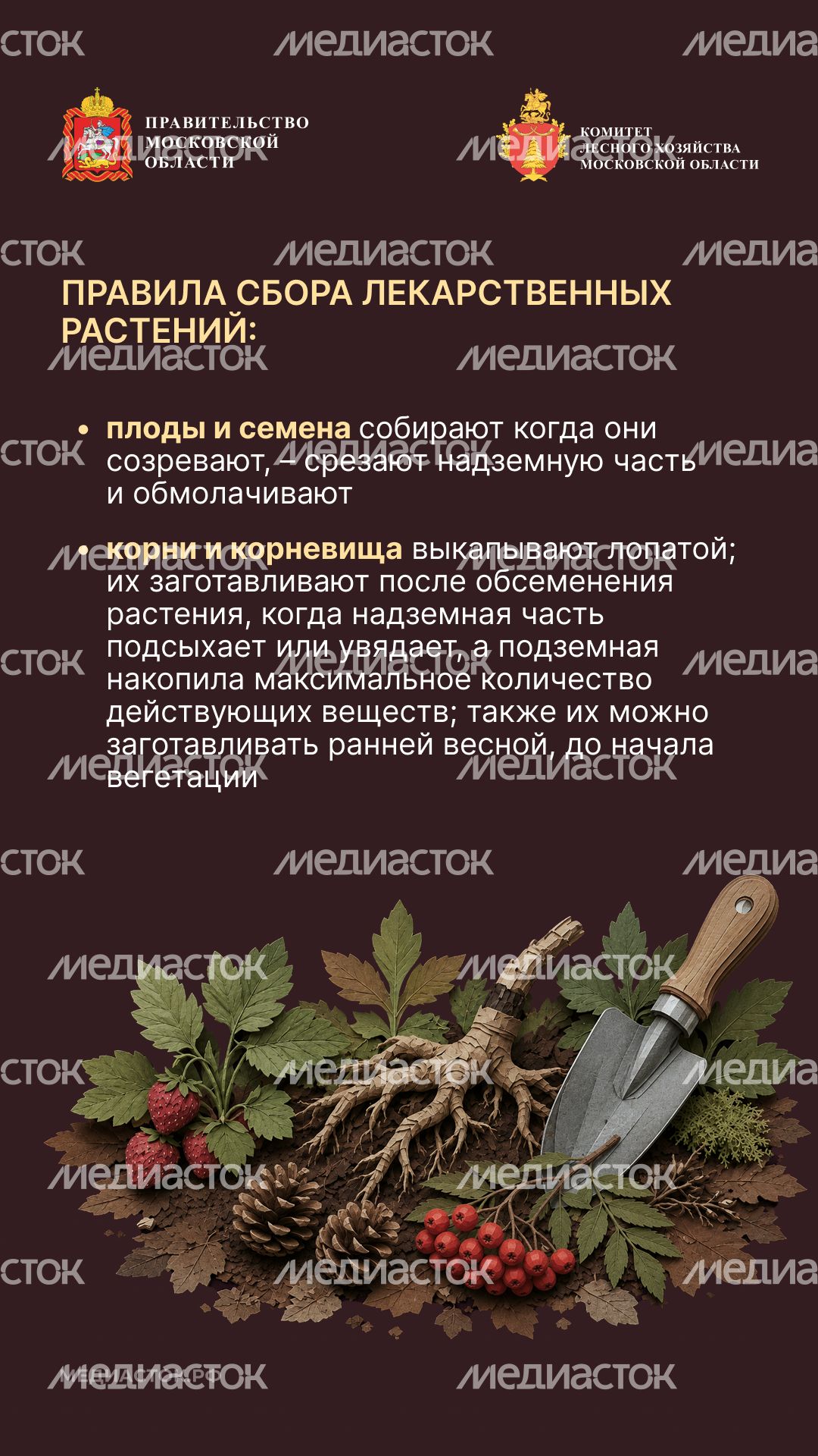 Ягоды, грибы, лекарственные растения вертикаль 08
