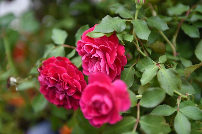Открытие фестиваля садов и цветов Moscow Flower Show в парке «Музеон» в Москве