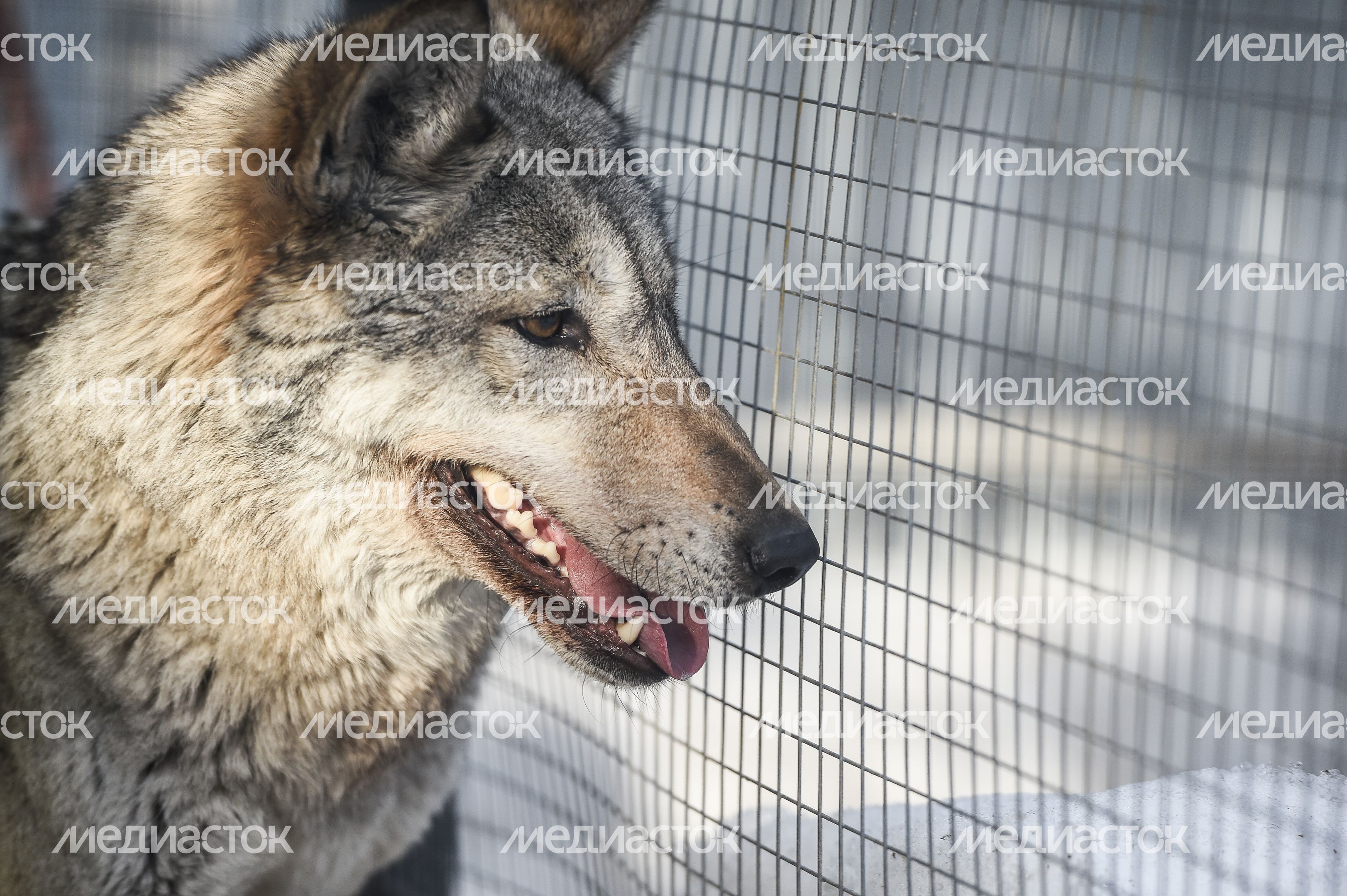 Частный приют Чертог Волка в Подмосковье Частный приют Чертог Волка в Подмосковье
