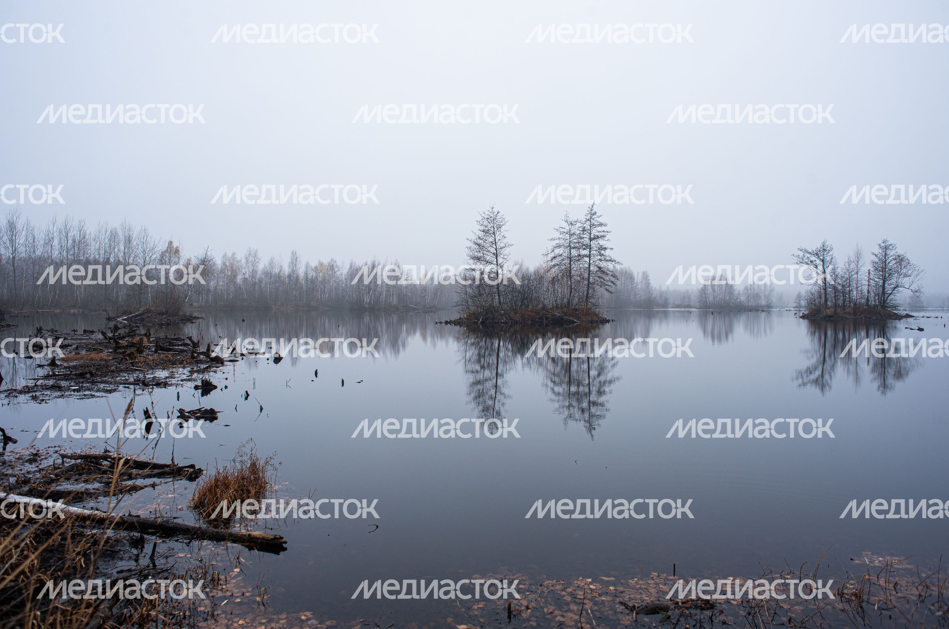 Шатурские болота