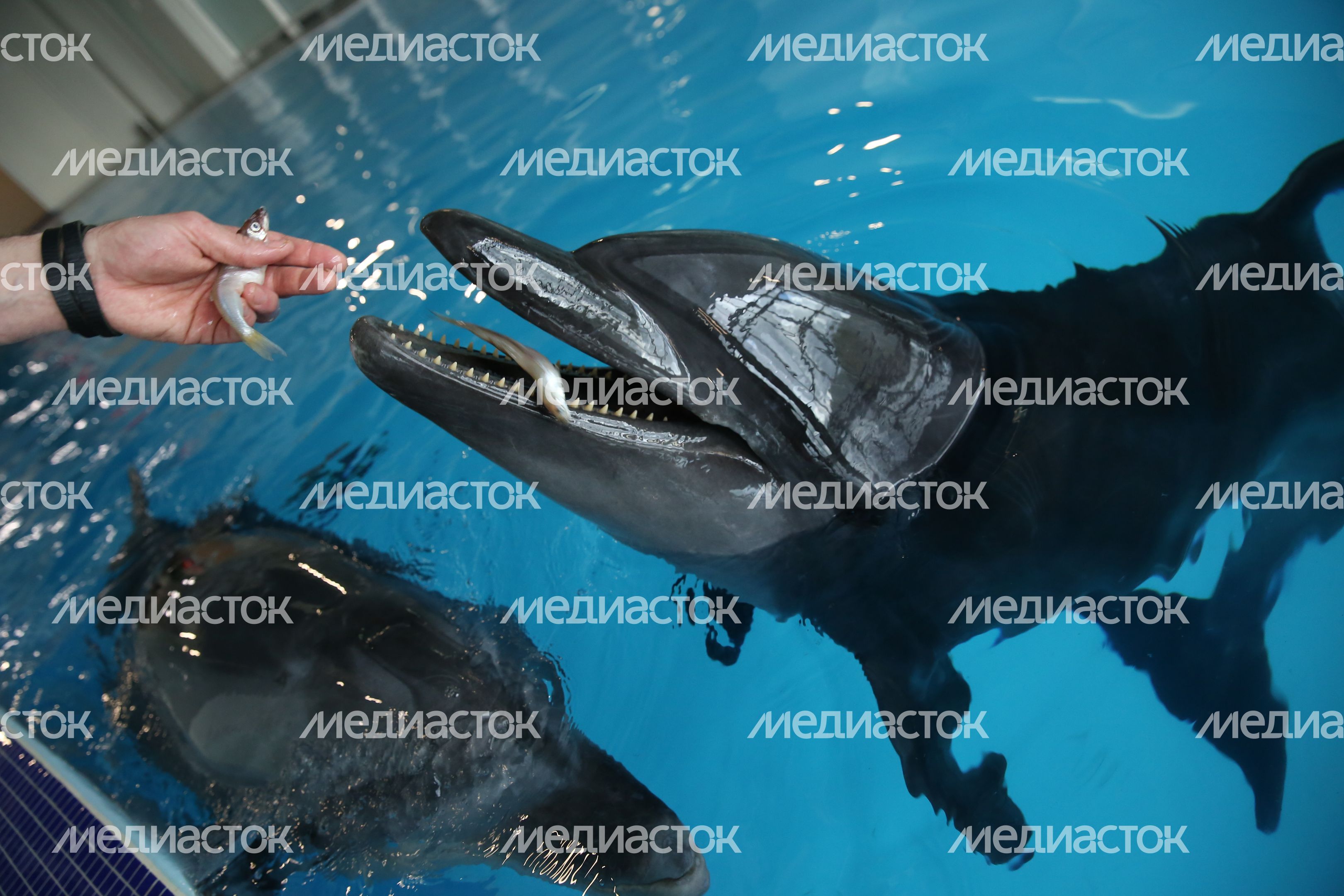 Дельфинарий в «Москвариуме» на ВДНХ Дельфинарий в «Москвариуме» на ВДНХ